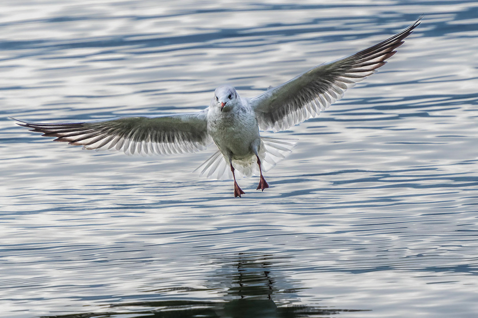 Möwe