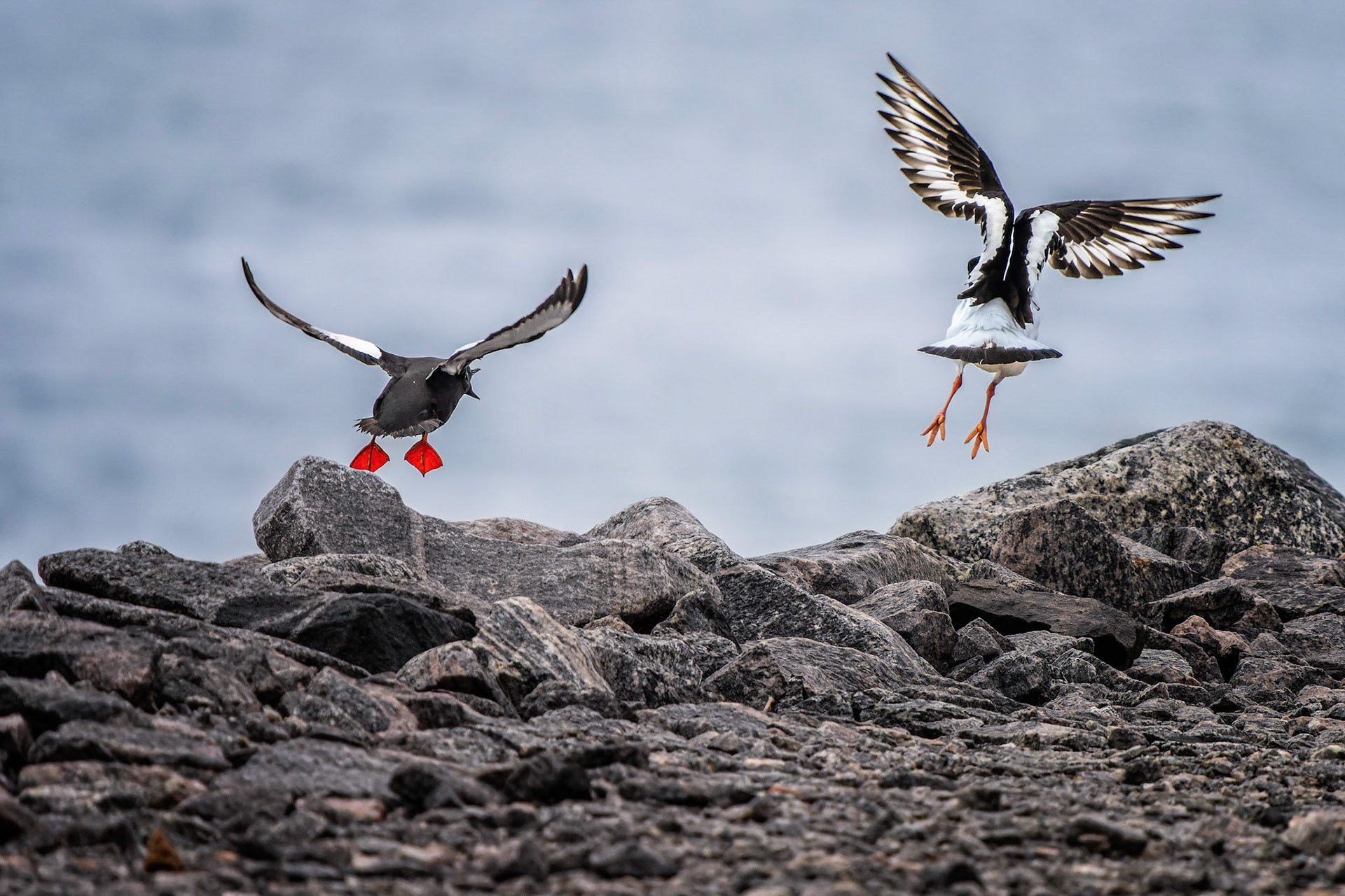 Gryllteiste und Austernfischer