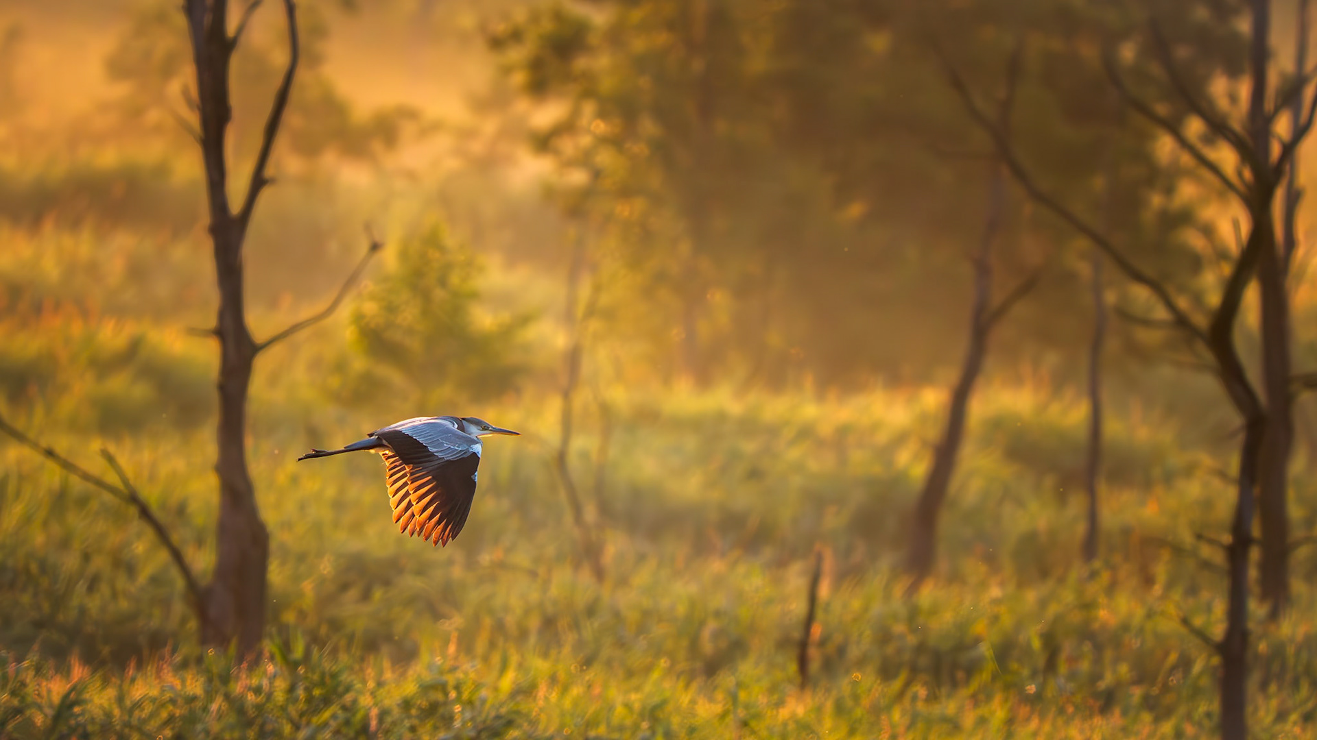 Graureiher im Morgenlicht