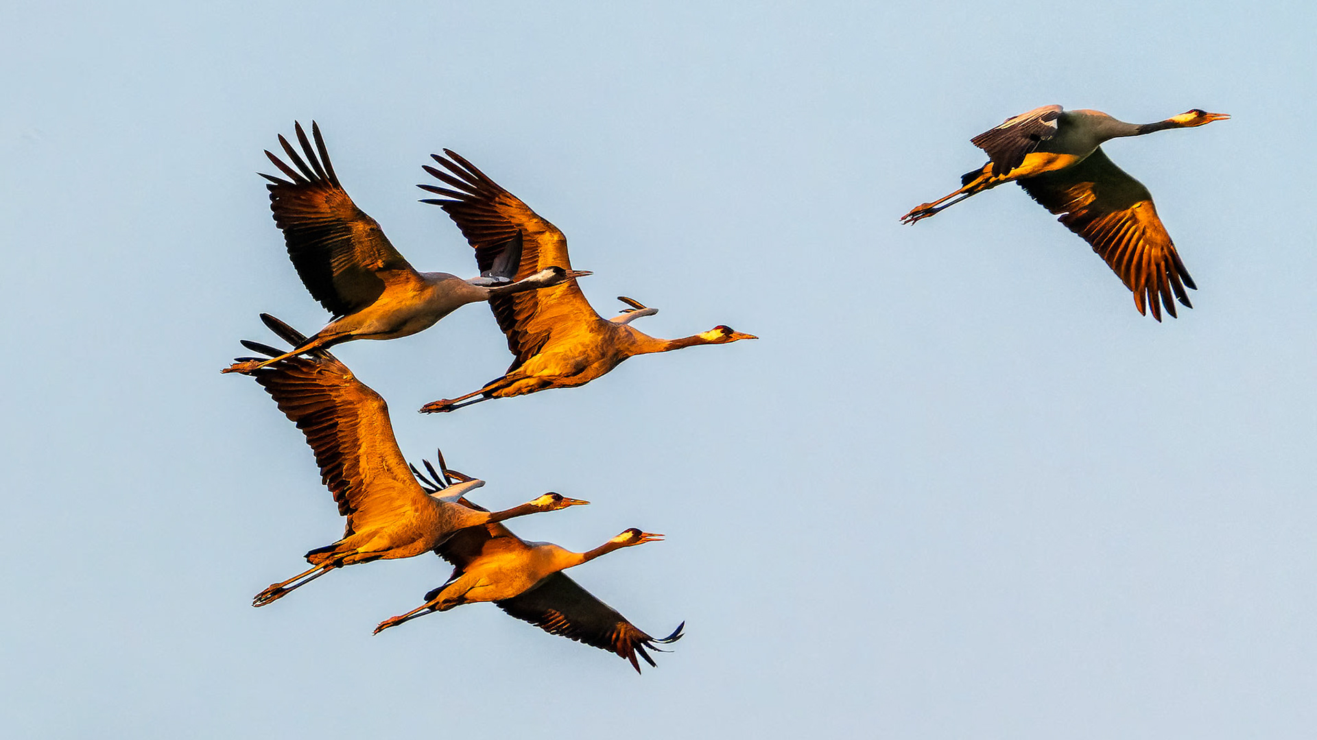 Kraniche in der Abendsonne
