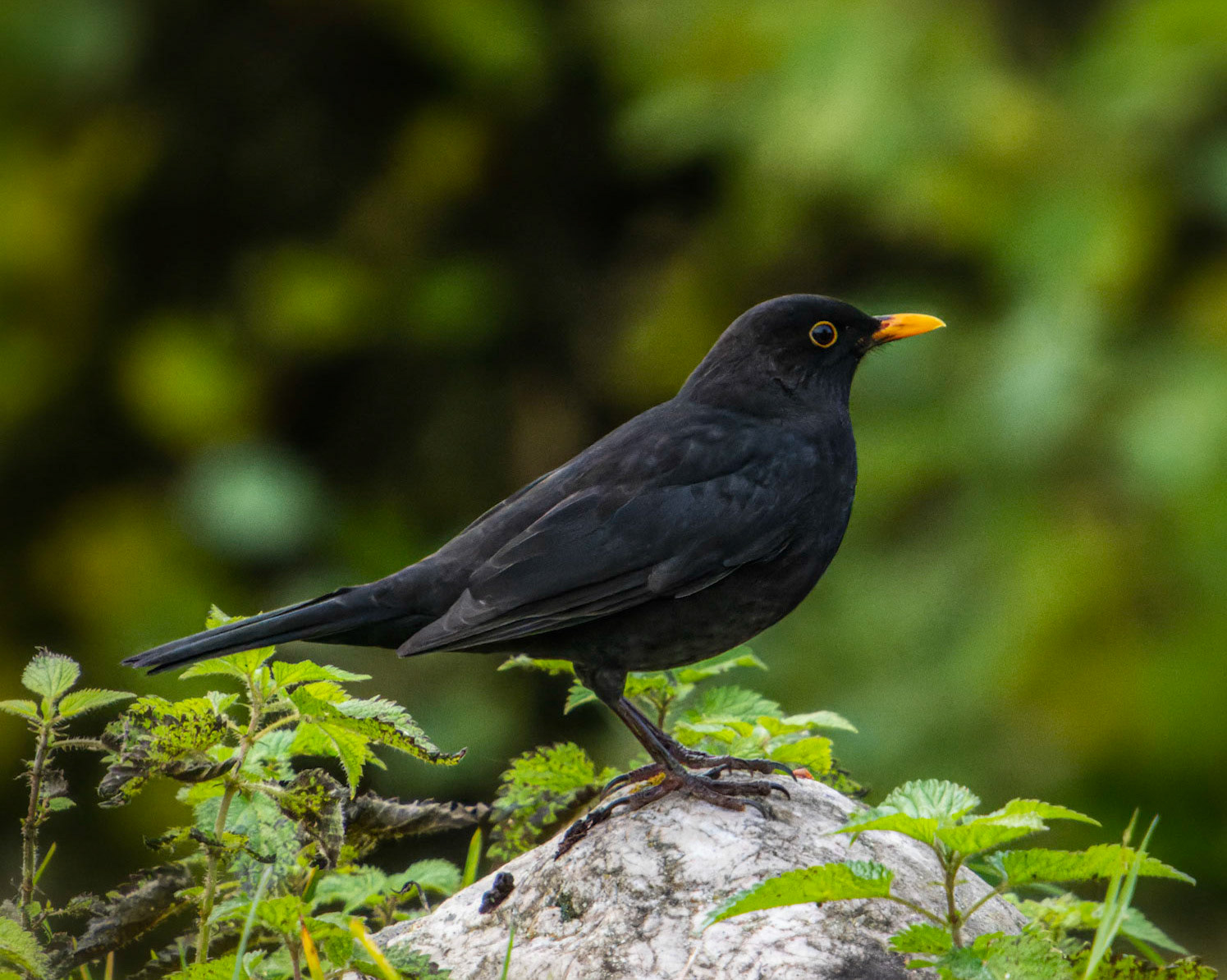 Amsel