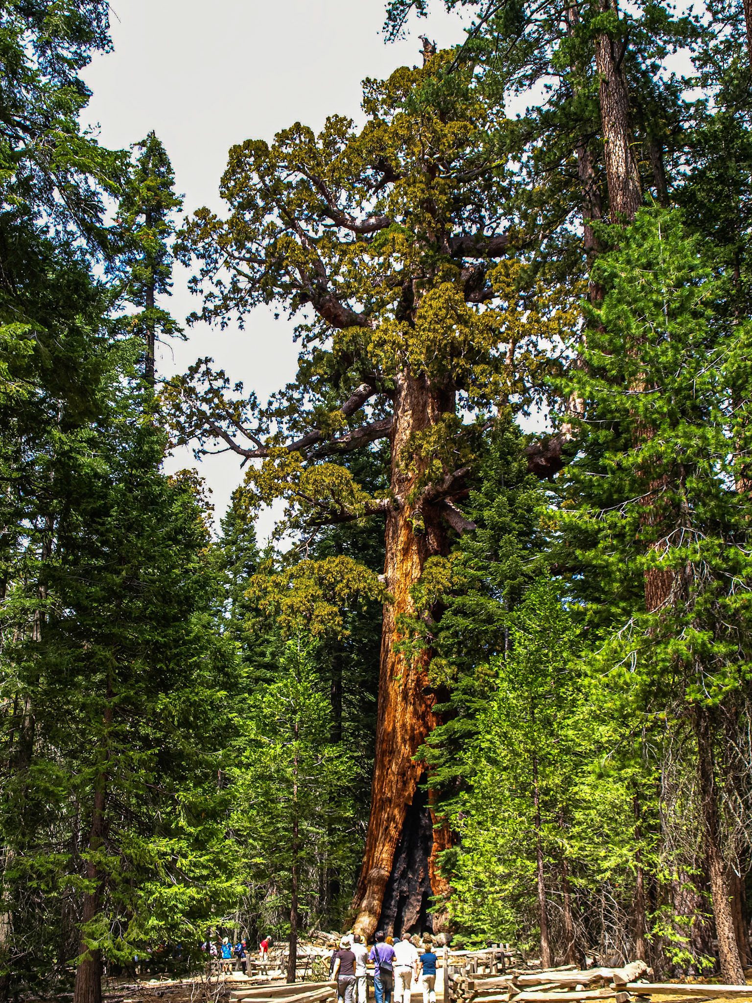 Mariposa Grove (Yosemite)