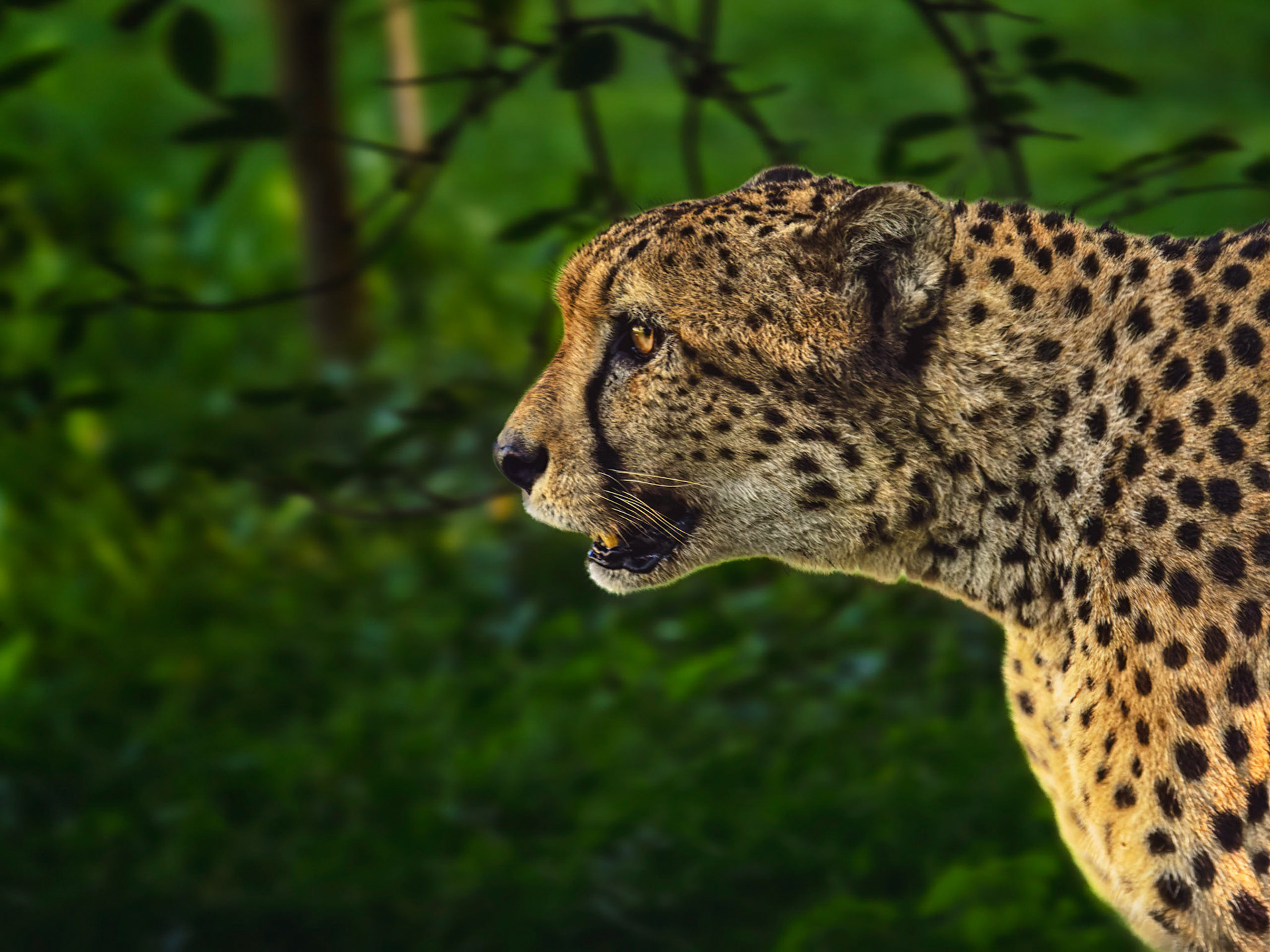 Gepard