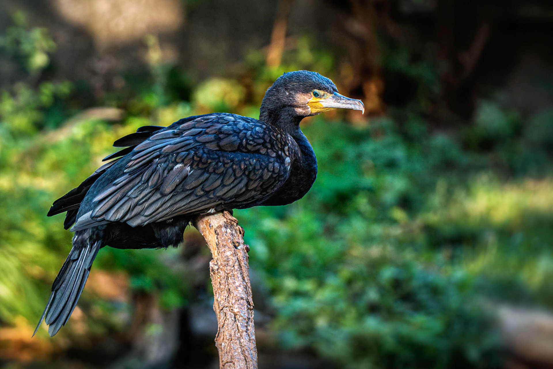 Kormoran