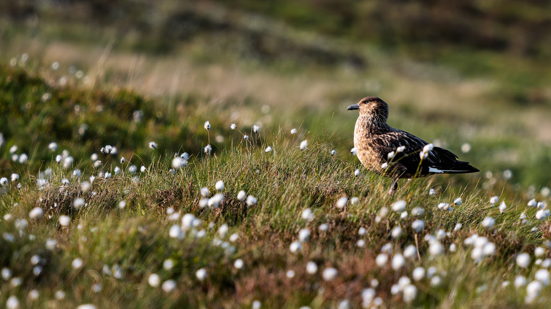 Skua (Raubmöwe)