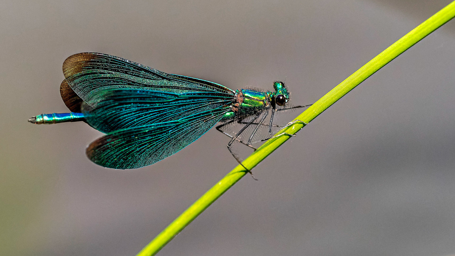 Blauflügel-Prachtlibelle