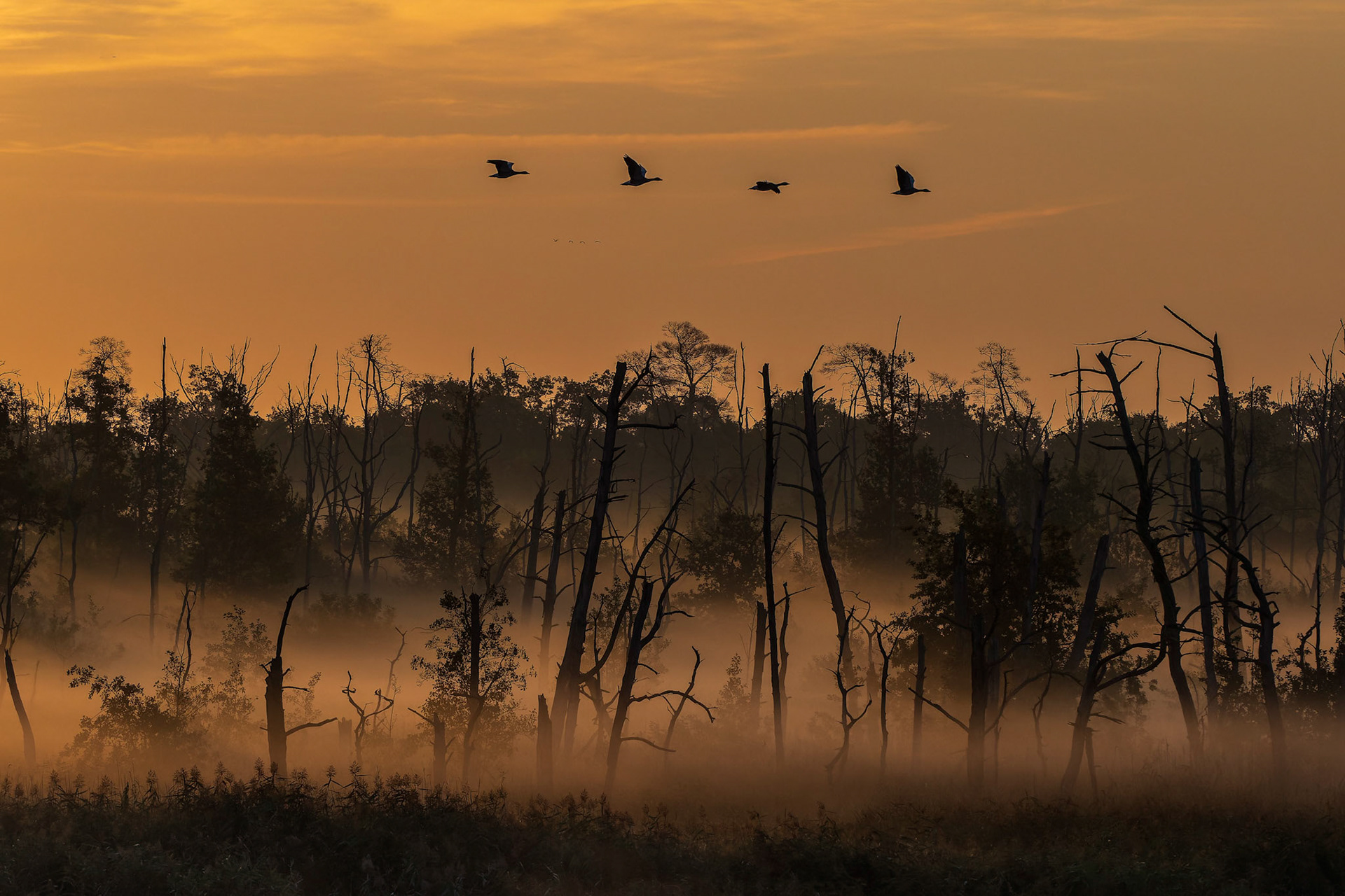 Sonnenaufgang im Moor
