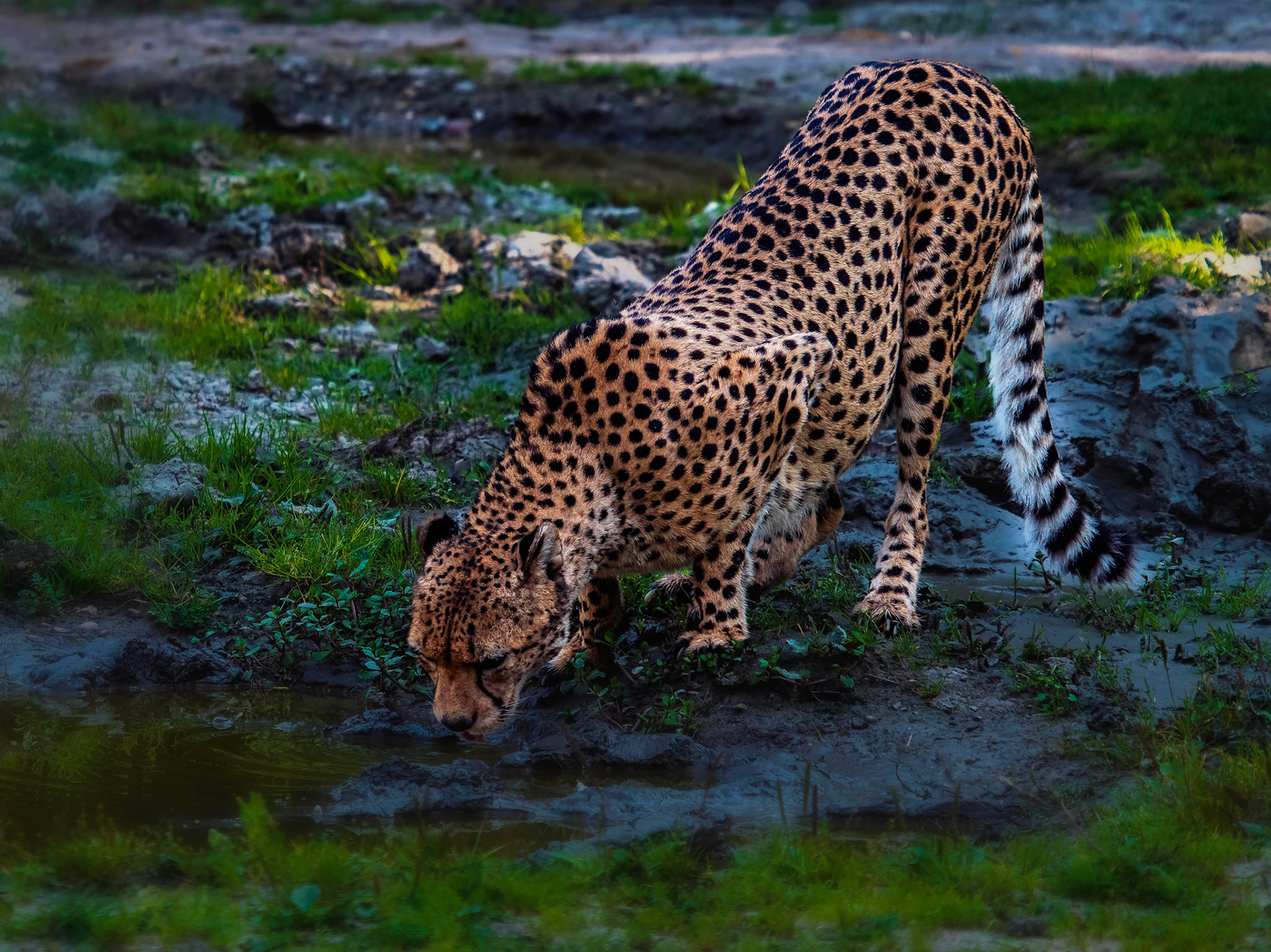 Gepard