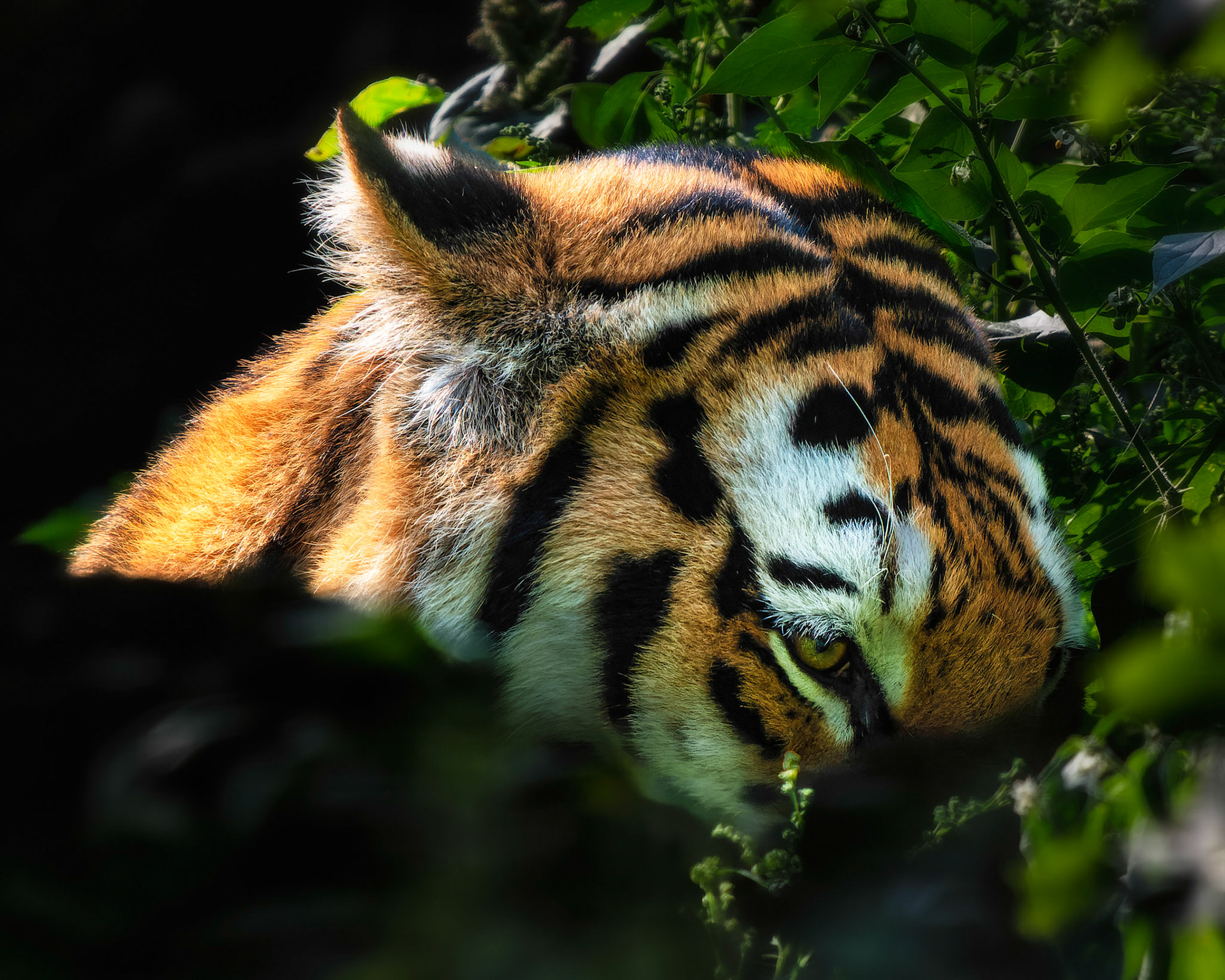 The eye of the Tiger