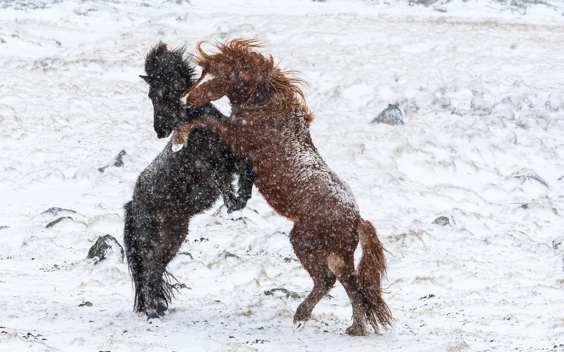Island Pferde bei Höfn