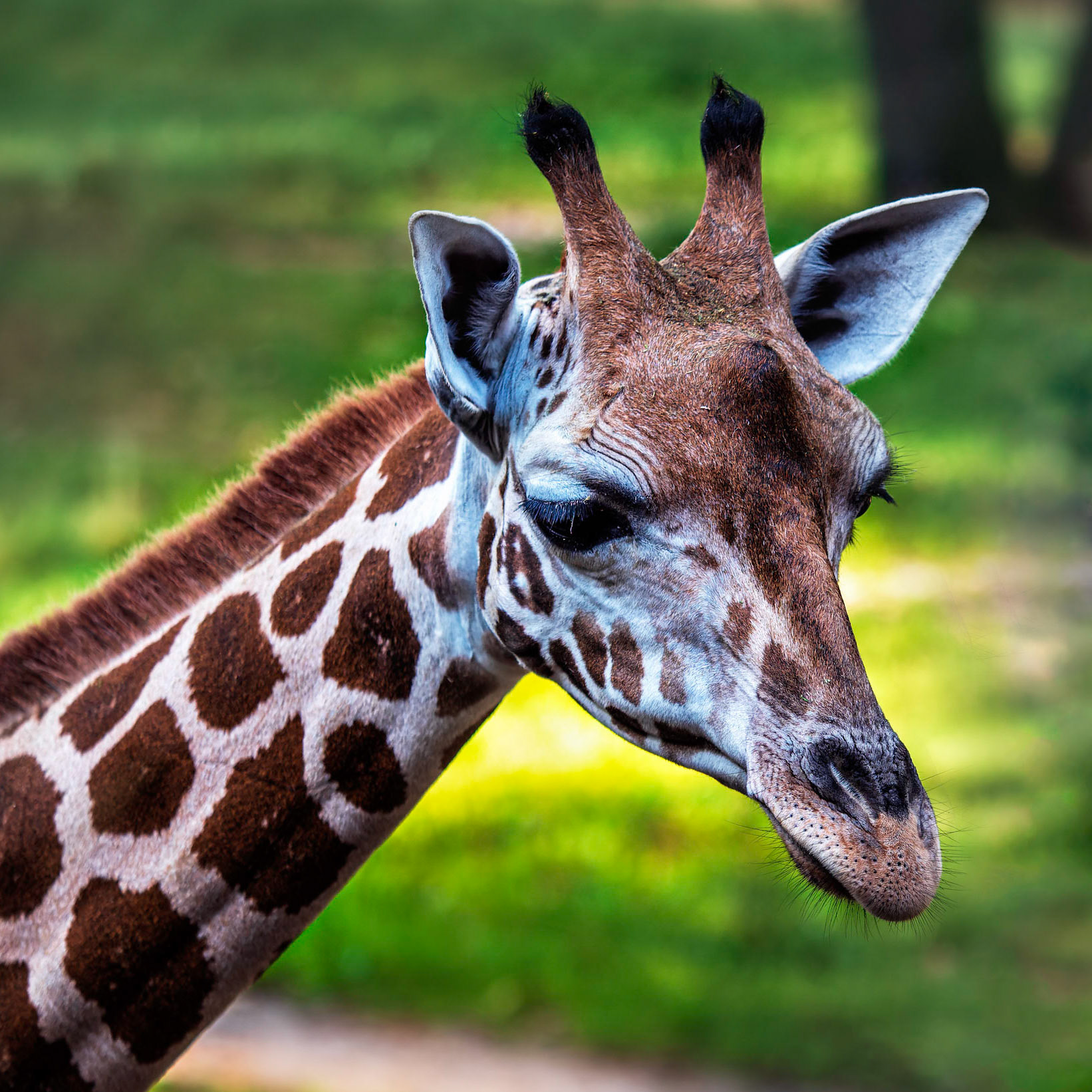 Giraffe