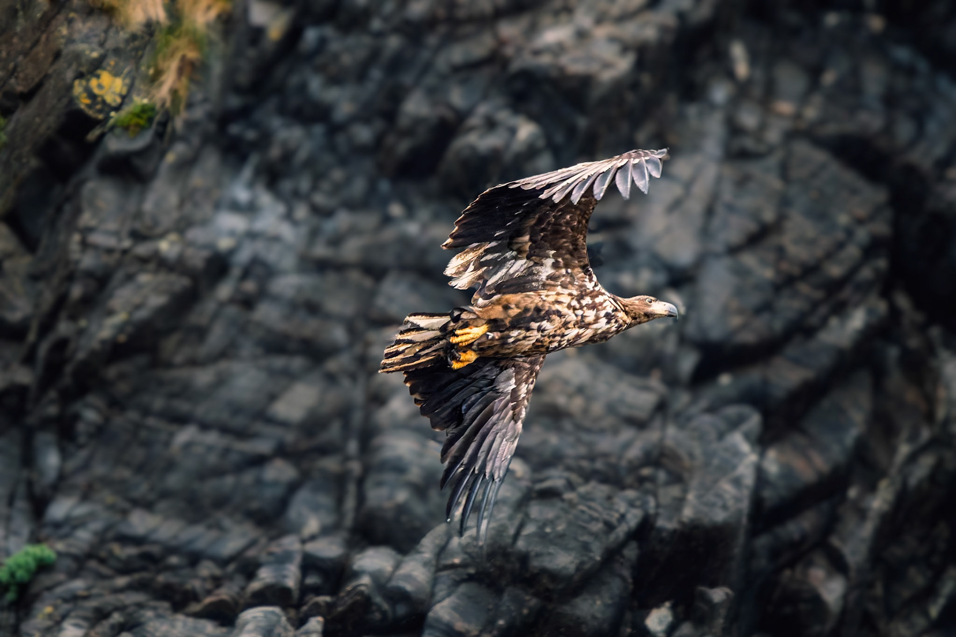 Seeadler