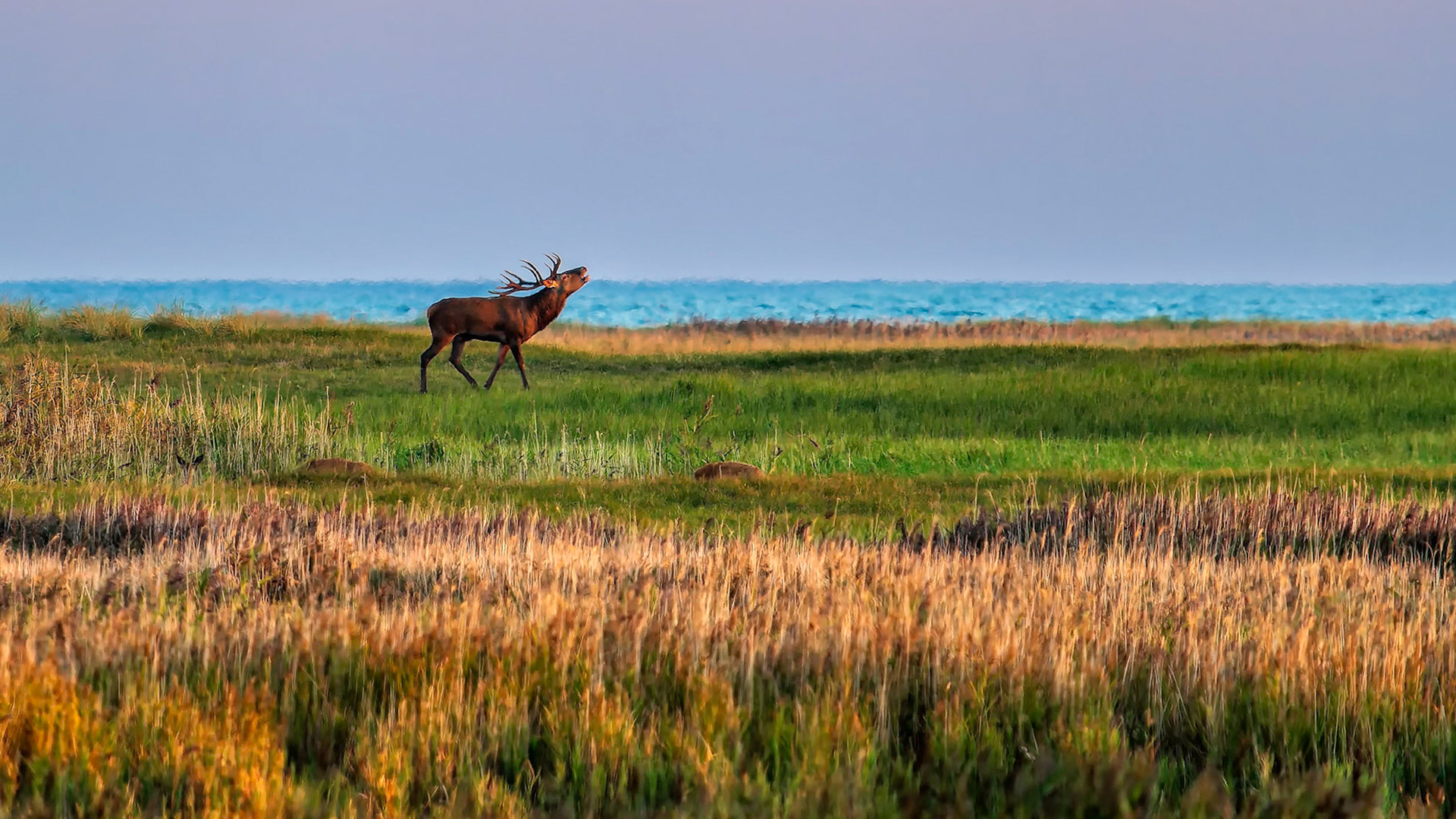 Hirschbrunft in Zingst