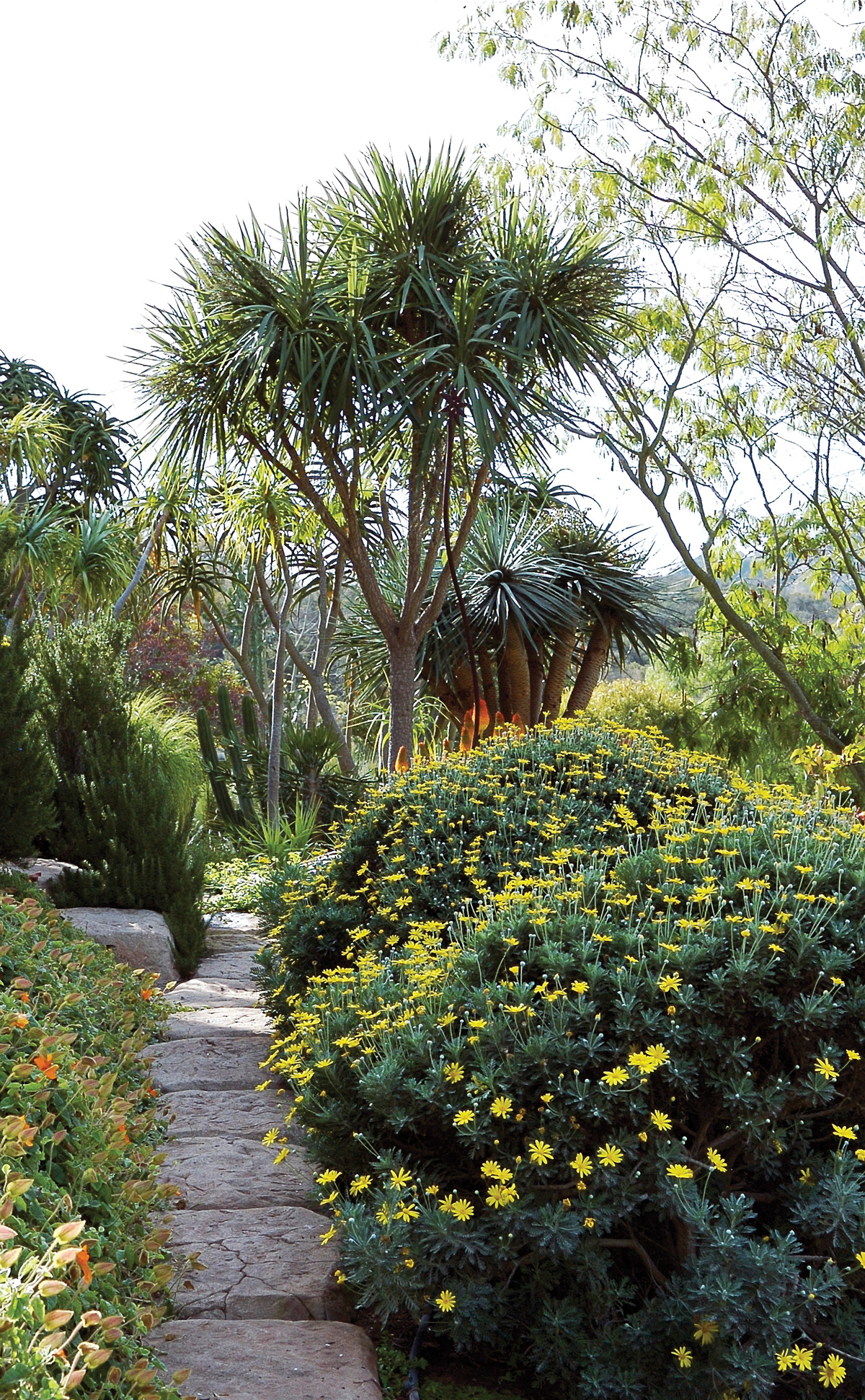a garden path near the desert garden