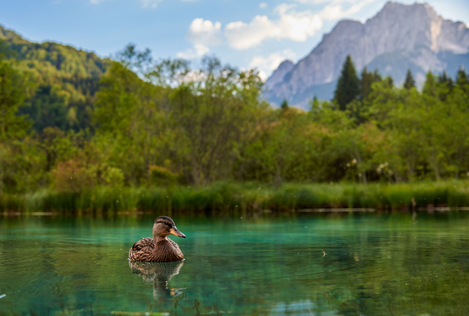 Zelenci