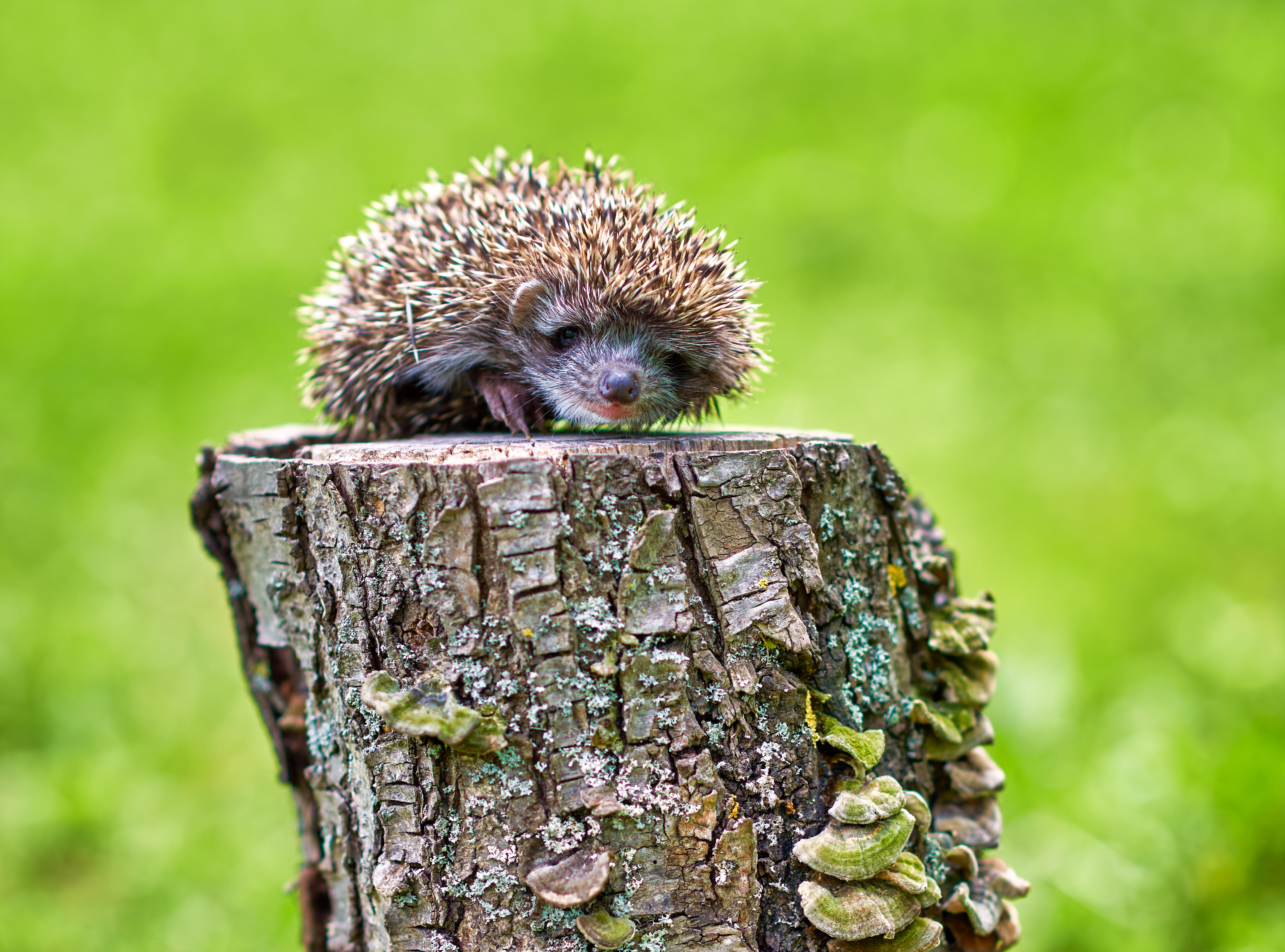 Dubinska Oštrina Mala