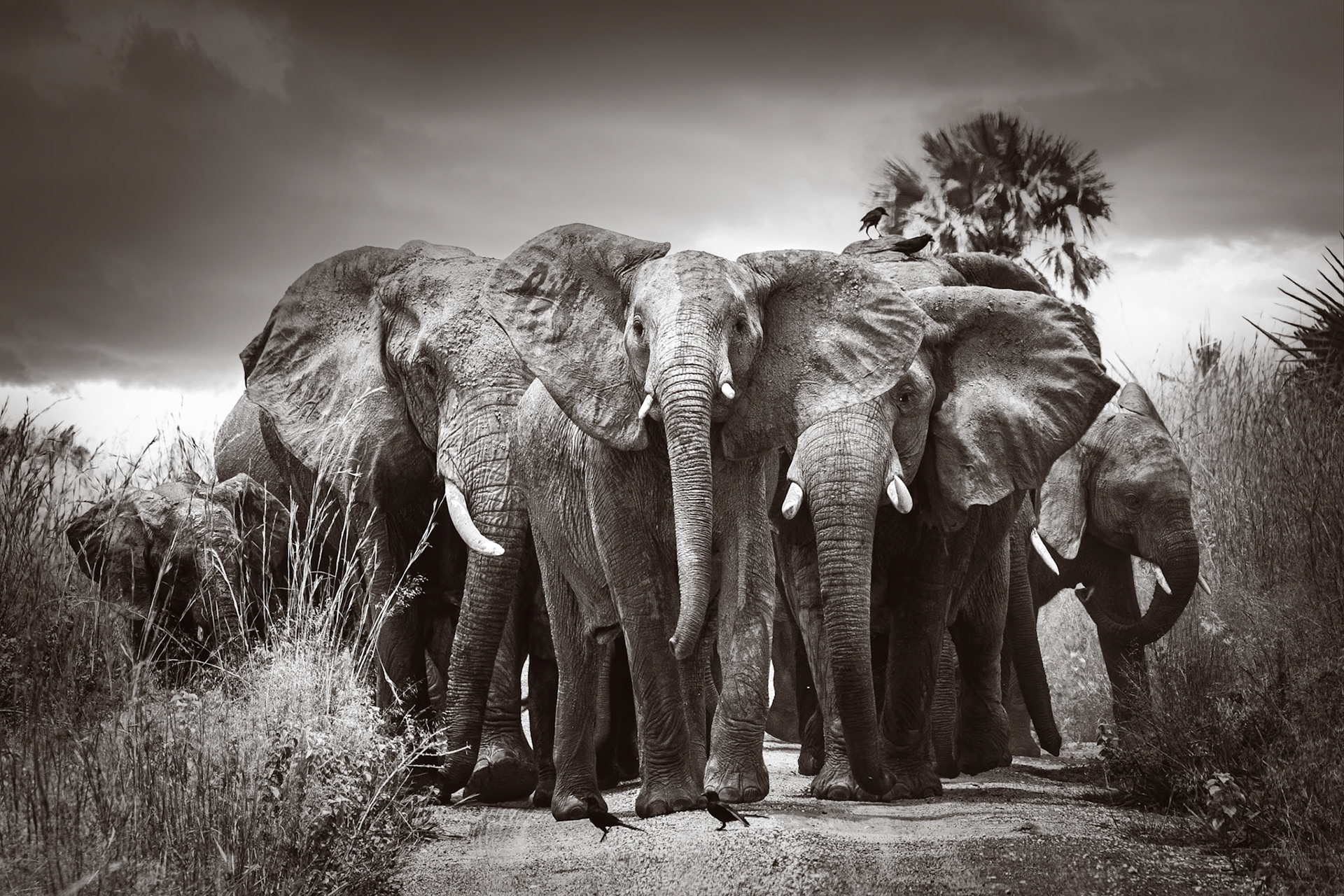 Murchison Falls, Uganda