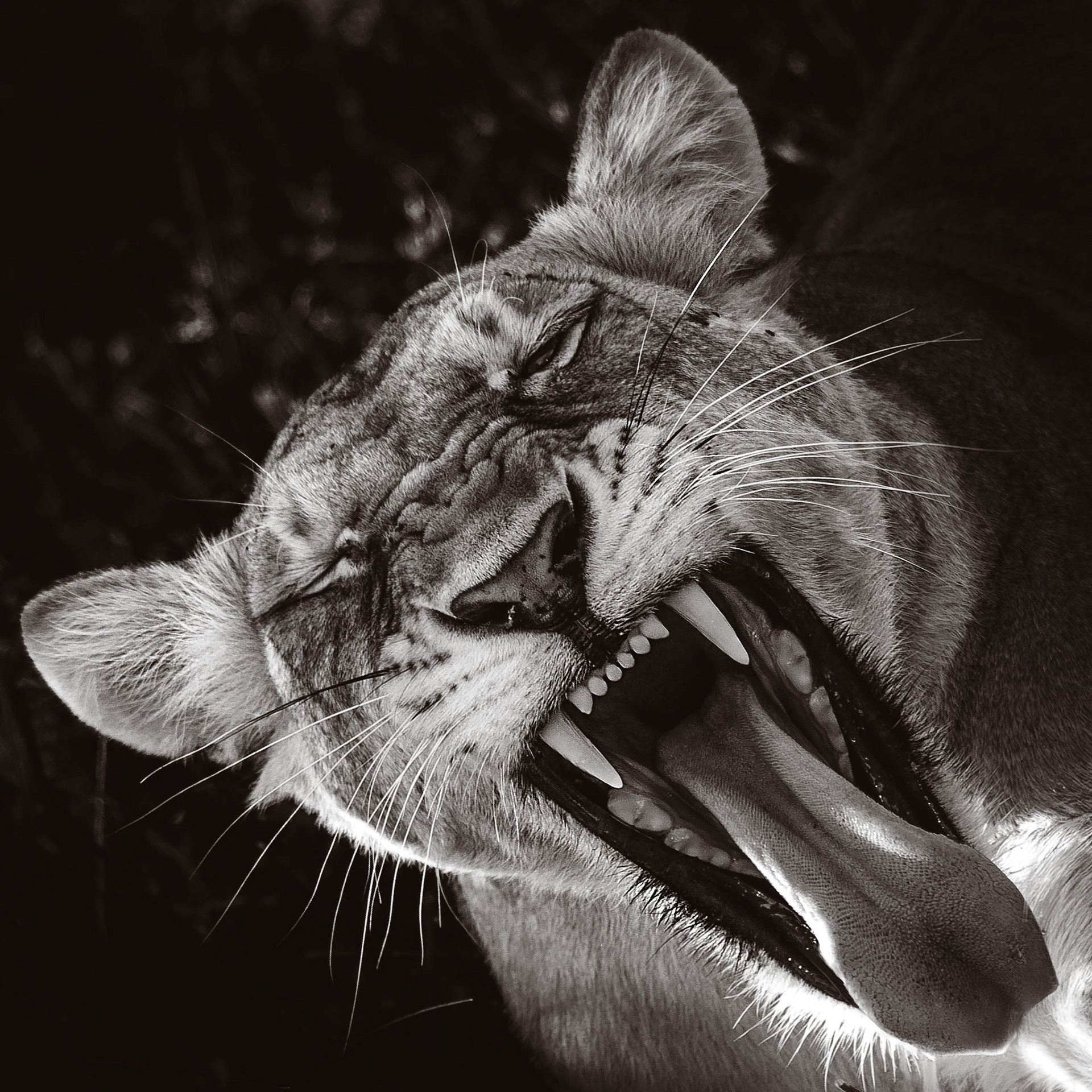 Murchison Falls, Uganda