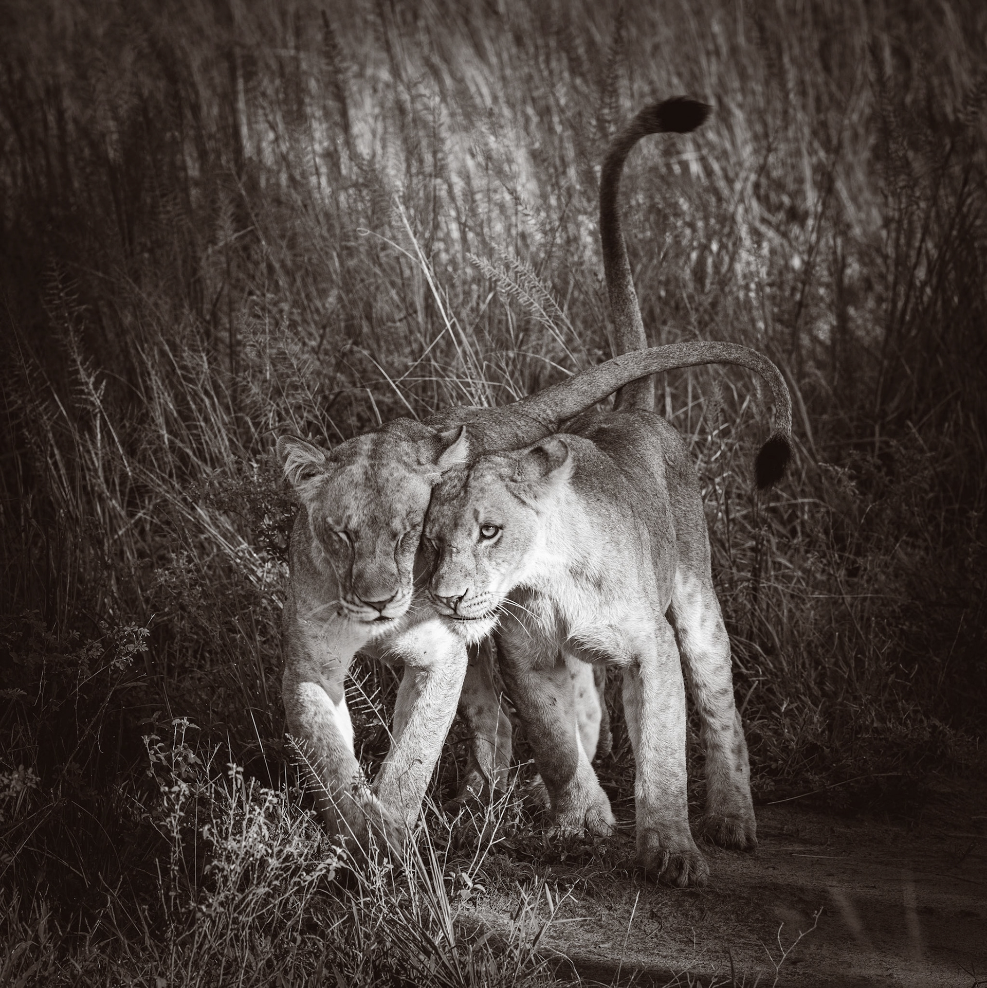 Murchison Falls, Uganda