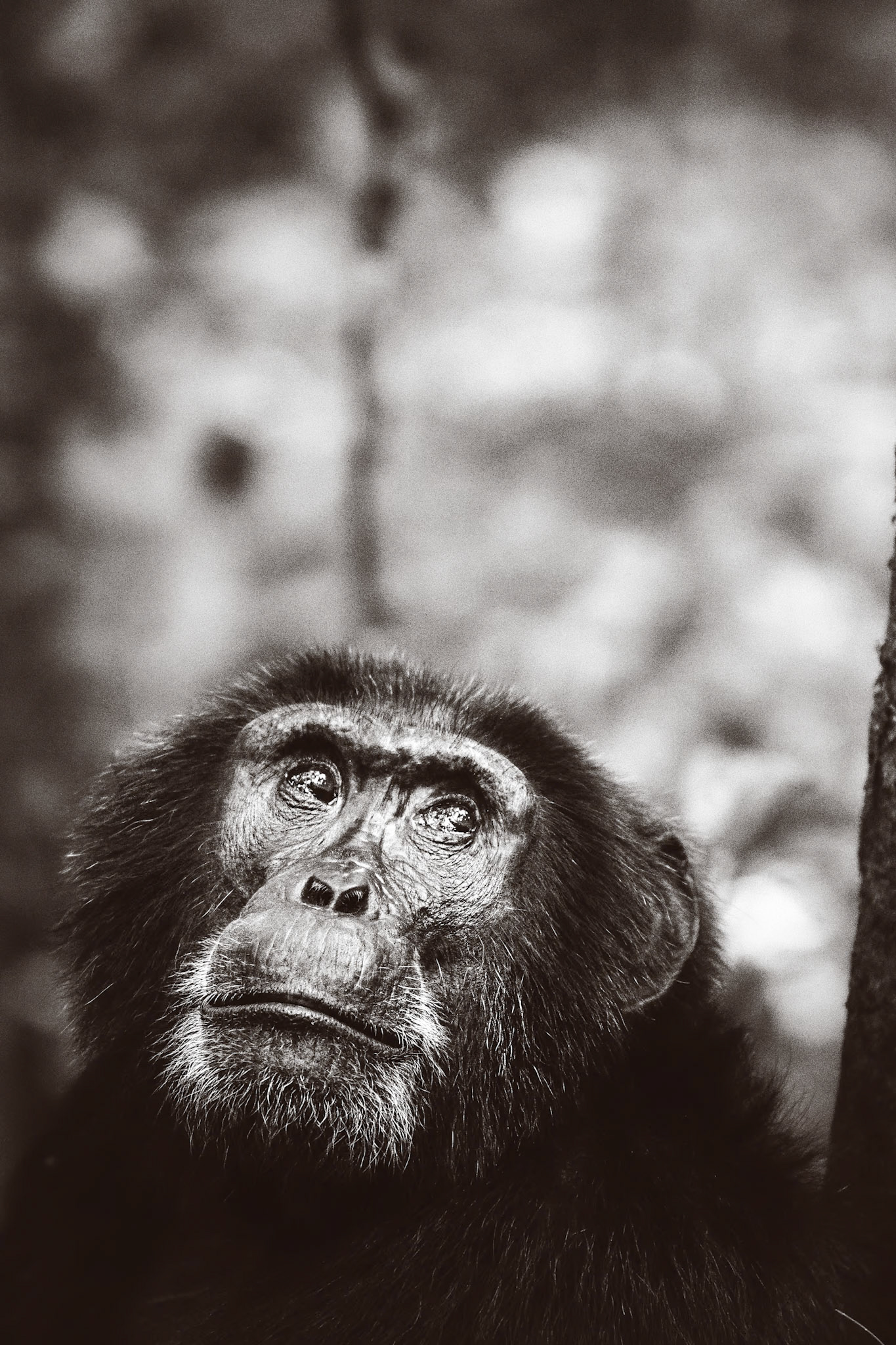 Budongo Forest Uganda