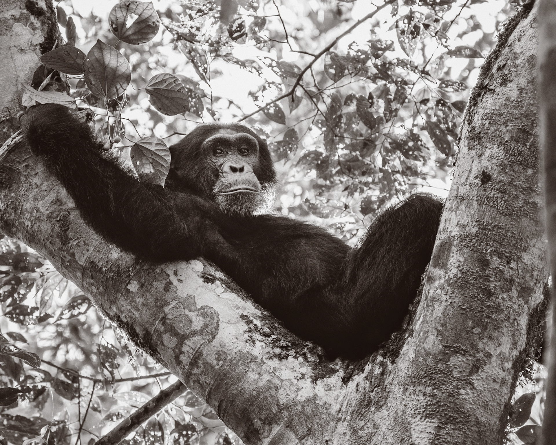 Budongo Forest Uganda