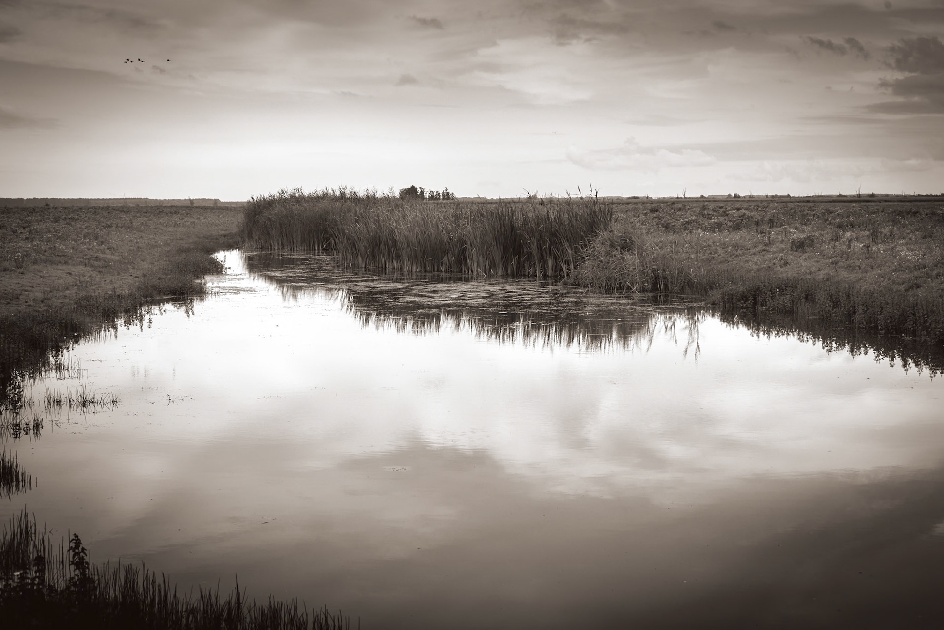 Oostvaardersplassen, Netherlands