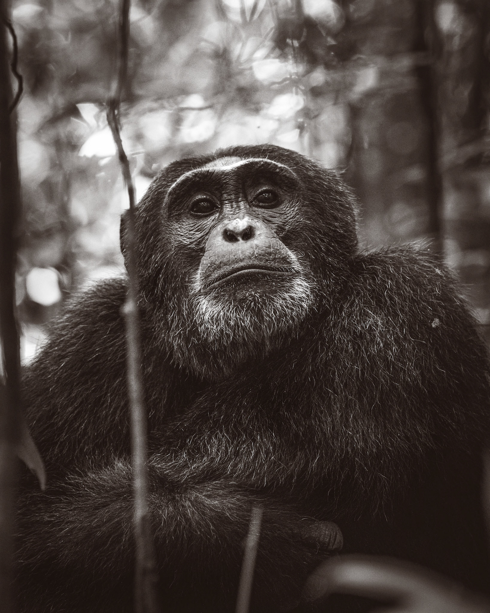 Budongo Forest Uganda