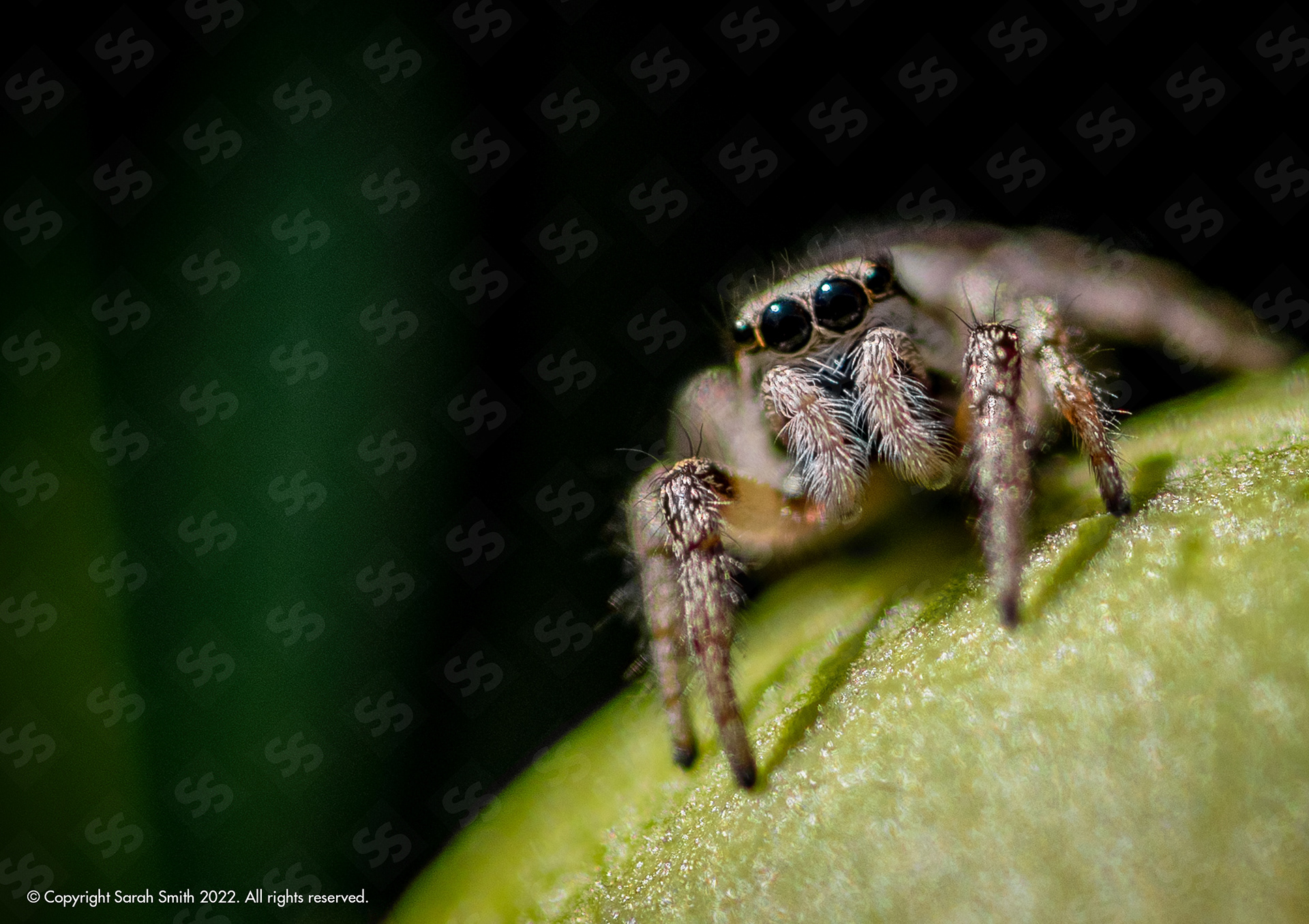 Jumping Spider, UK