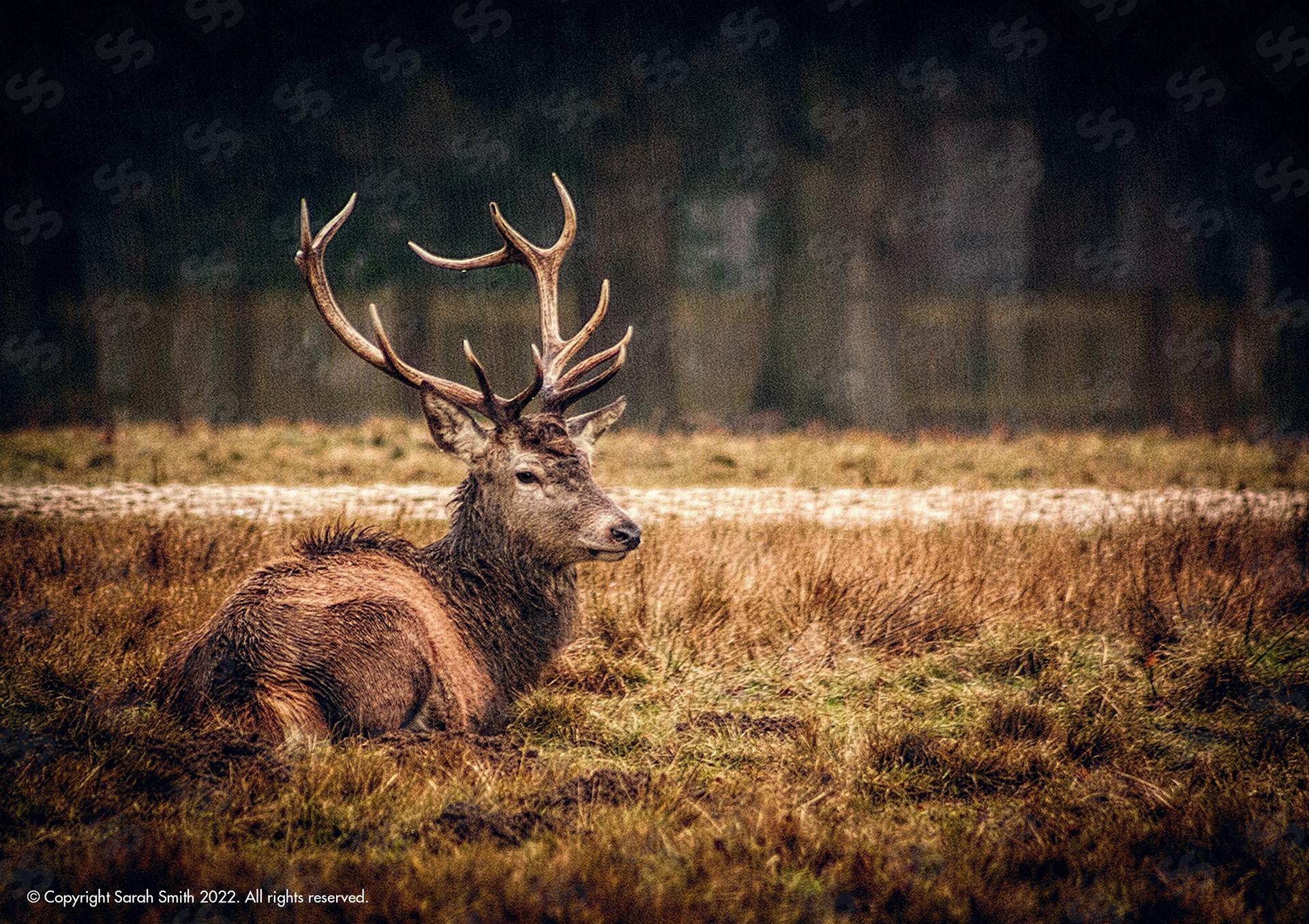 Rain Deer, Windsor Great Park, UK
