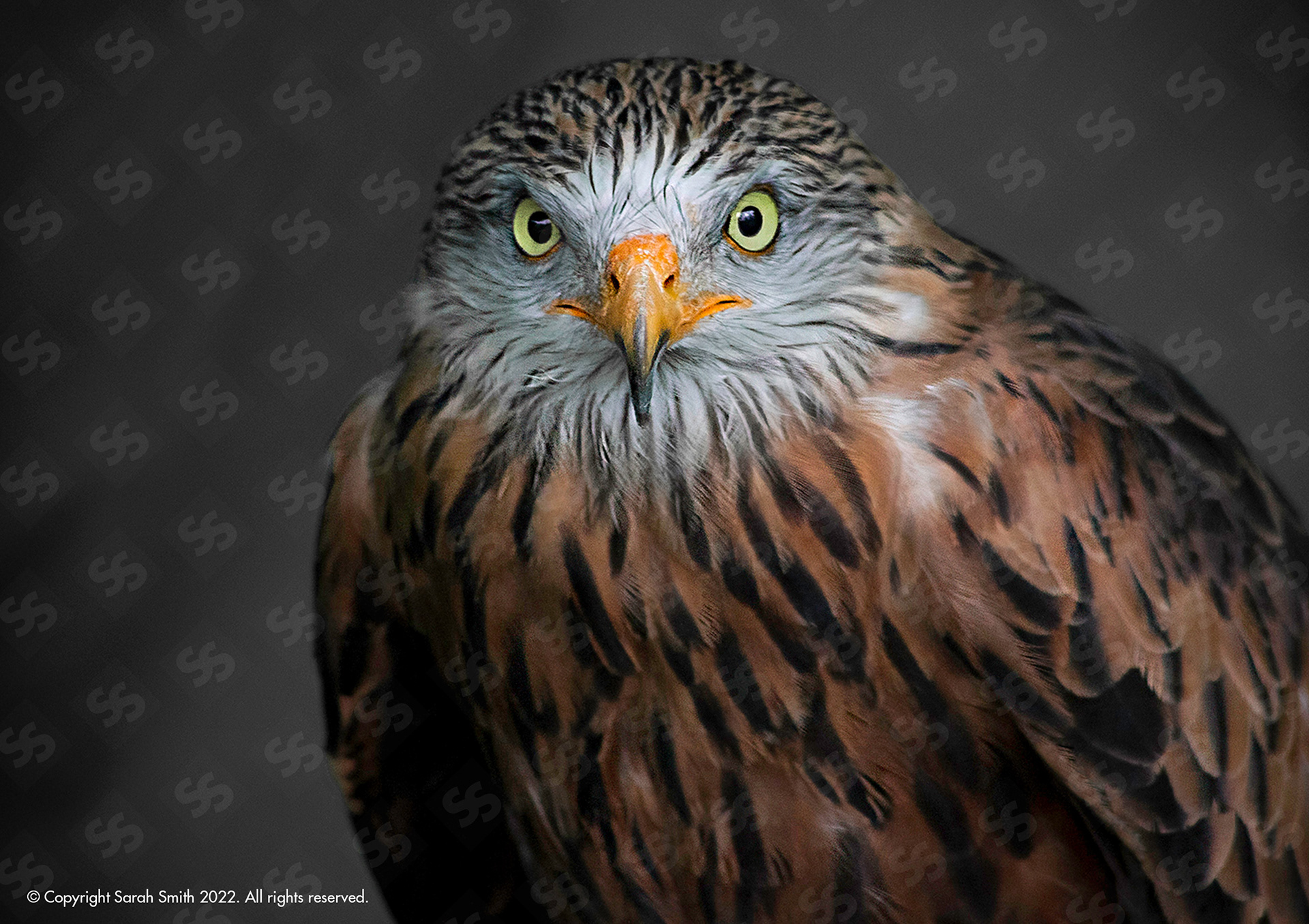 Feathered Friend, UK