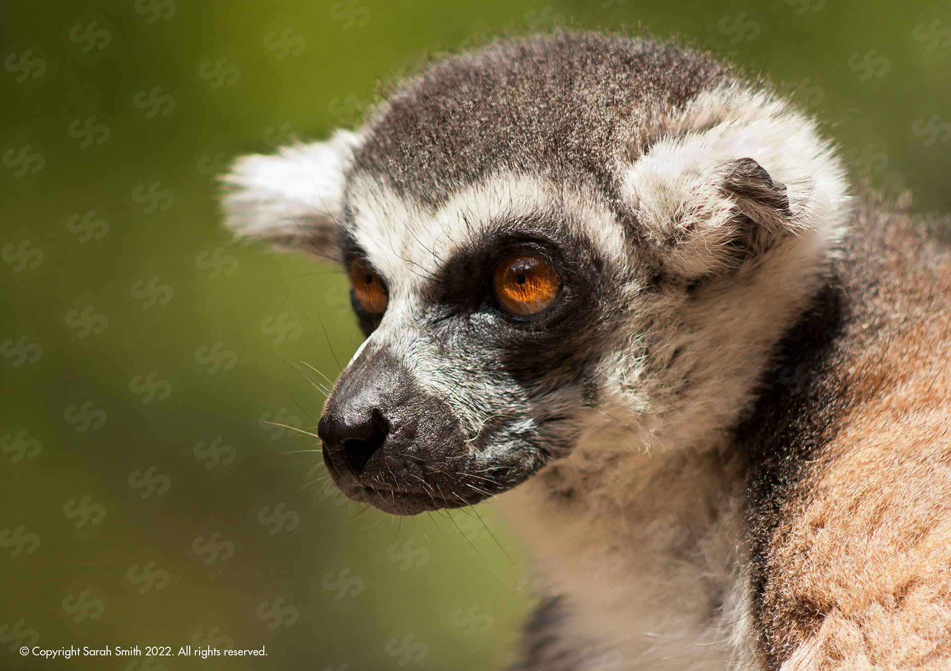 Lemur, UK