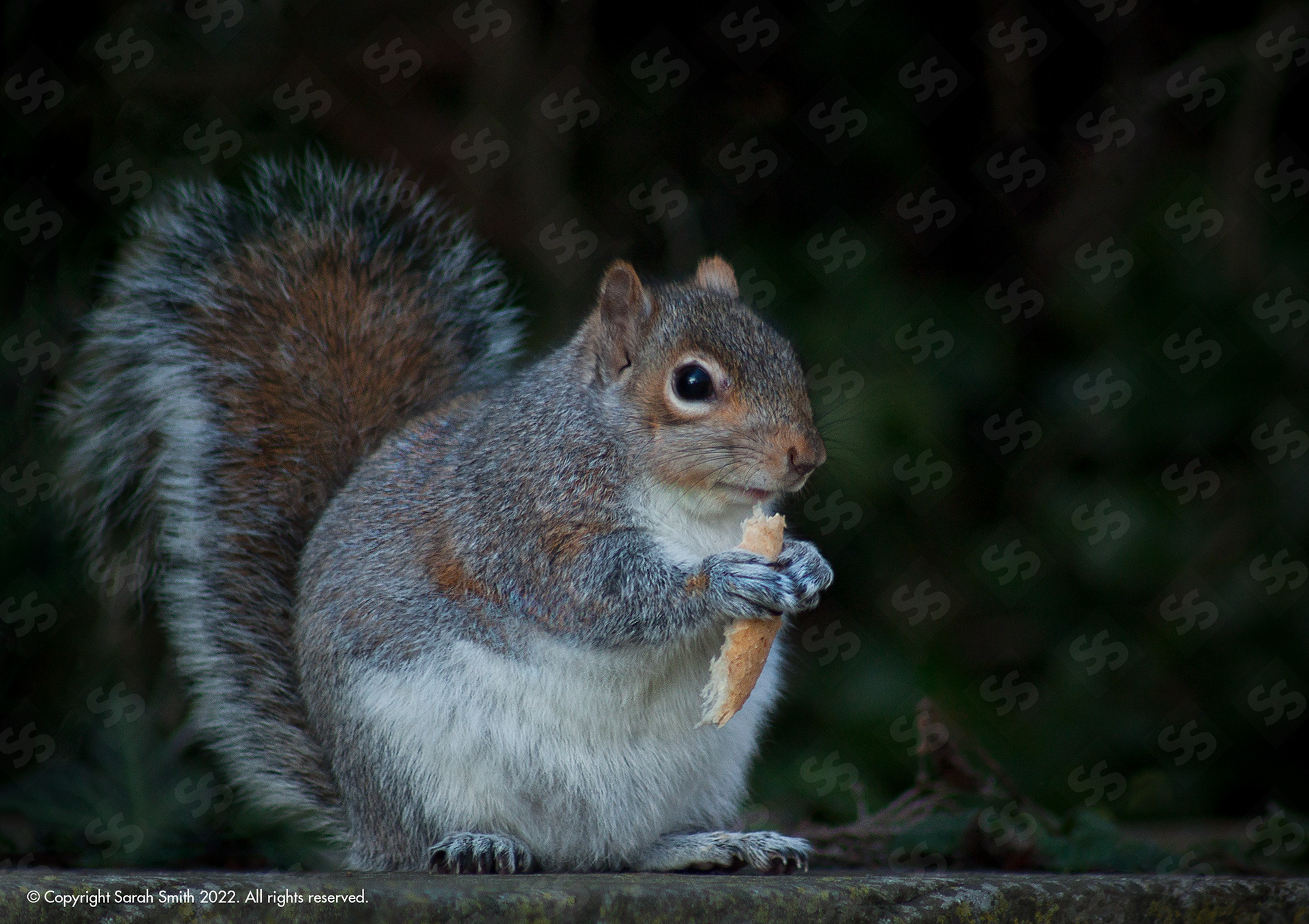 Squirrel Baguette, UK