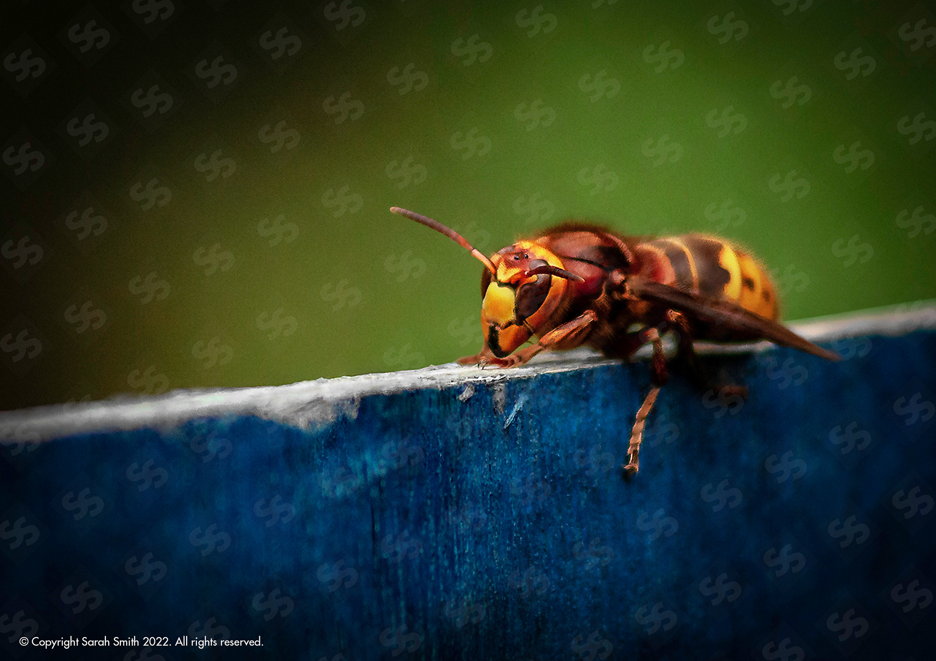 Hornet, UK
