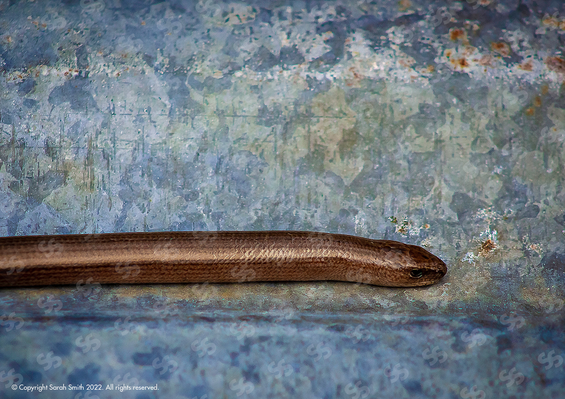 Slow Worm, UK