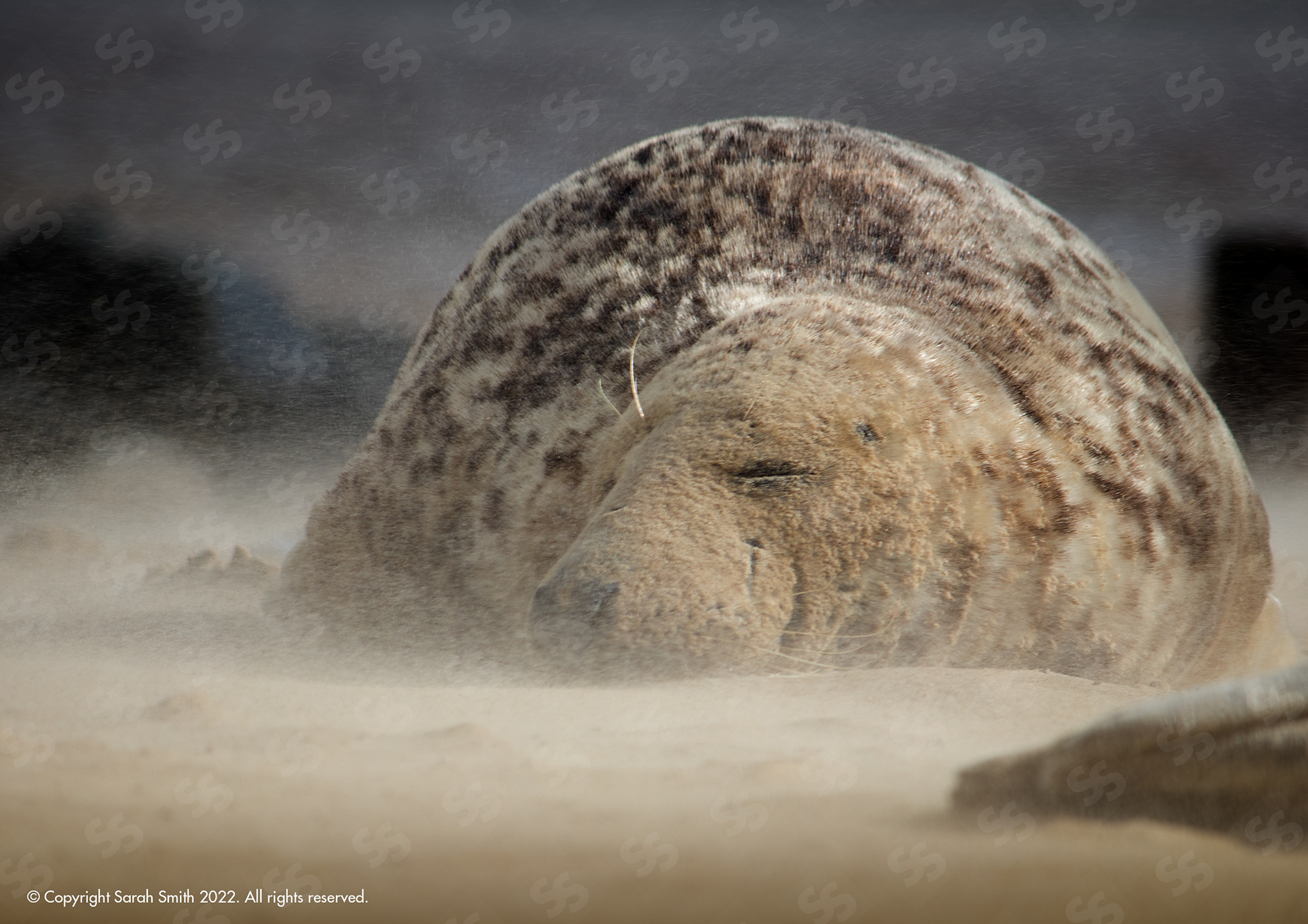 Sand Swept Seal, Norfolk, UK