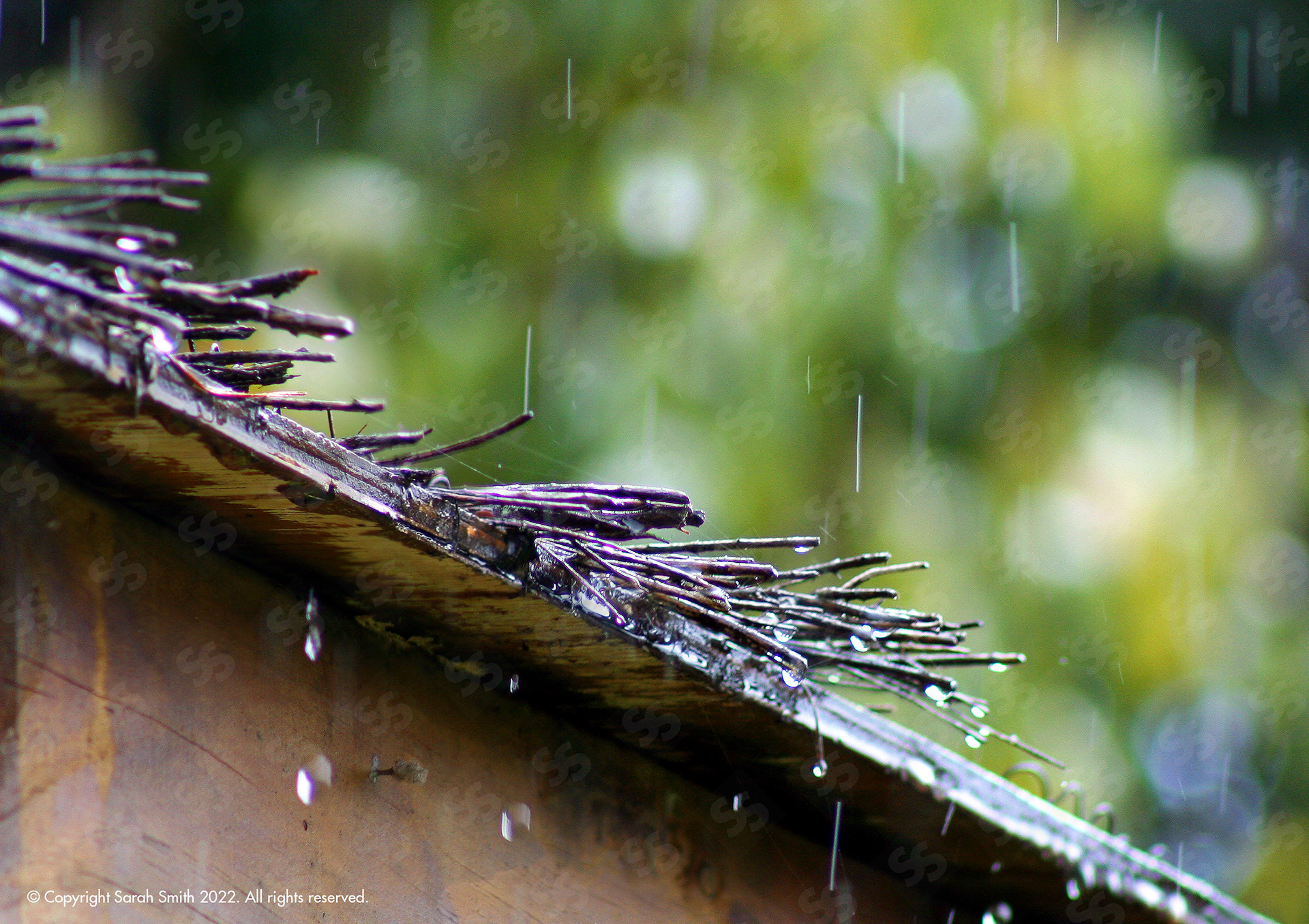 Rainy Day, Tauranga, NZ