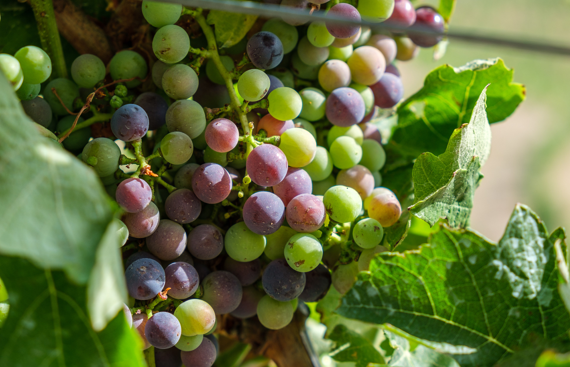 Quinta de Seixo