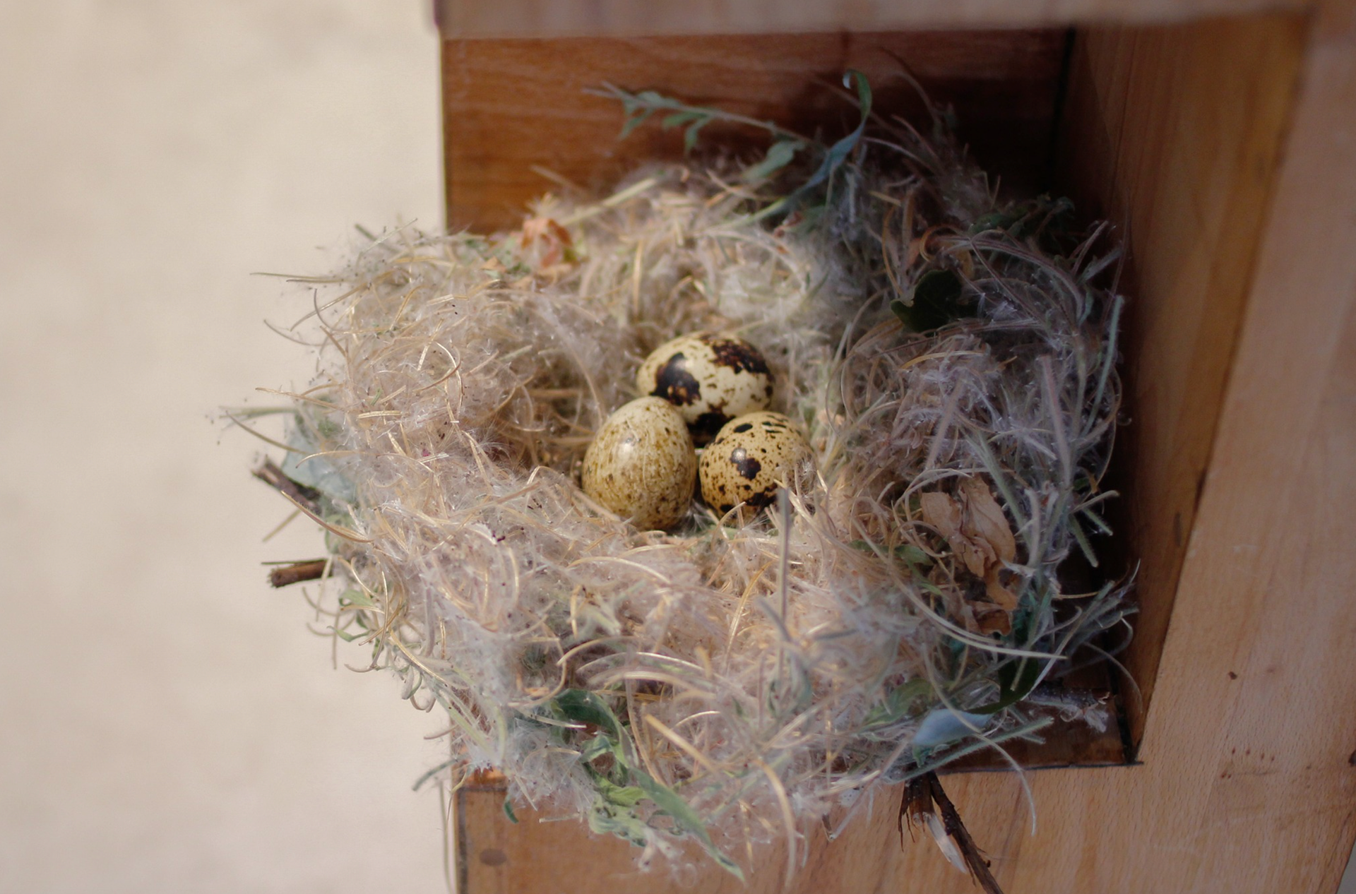 The Ecology of Coexistence. Collective Installation