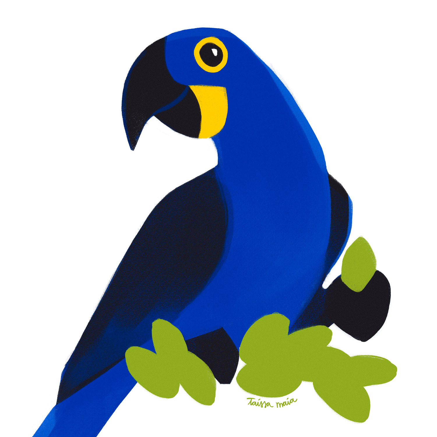 ARARA AZUL