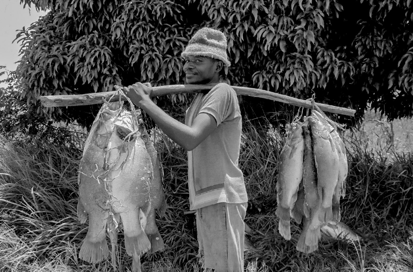 Porter carrying Tilapia. Nyamirembe, Lake Victoria, Tanzania