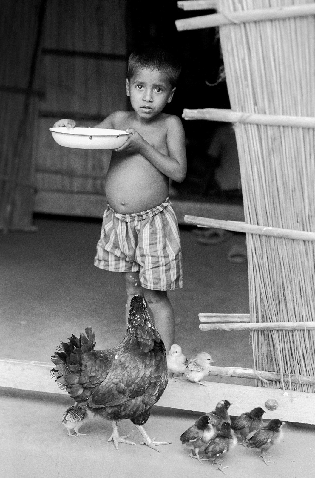 Boy feeding a hen and her chicks. Noapara, Bangladesh