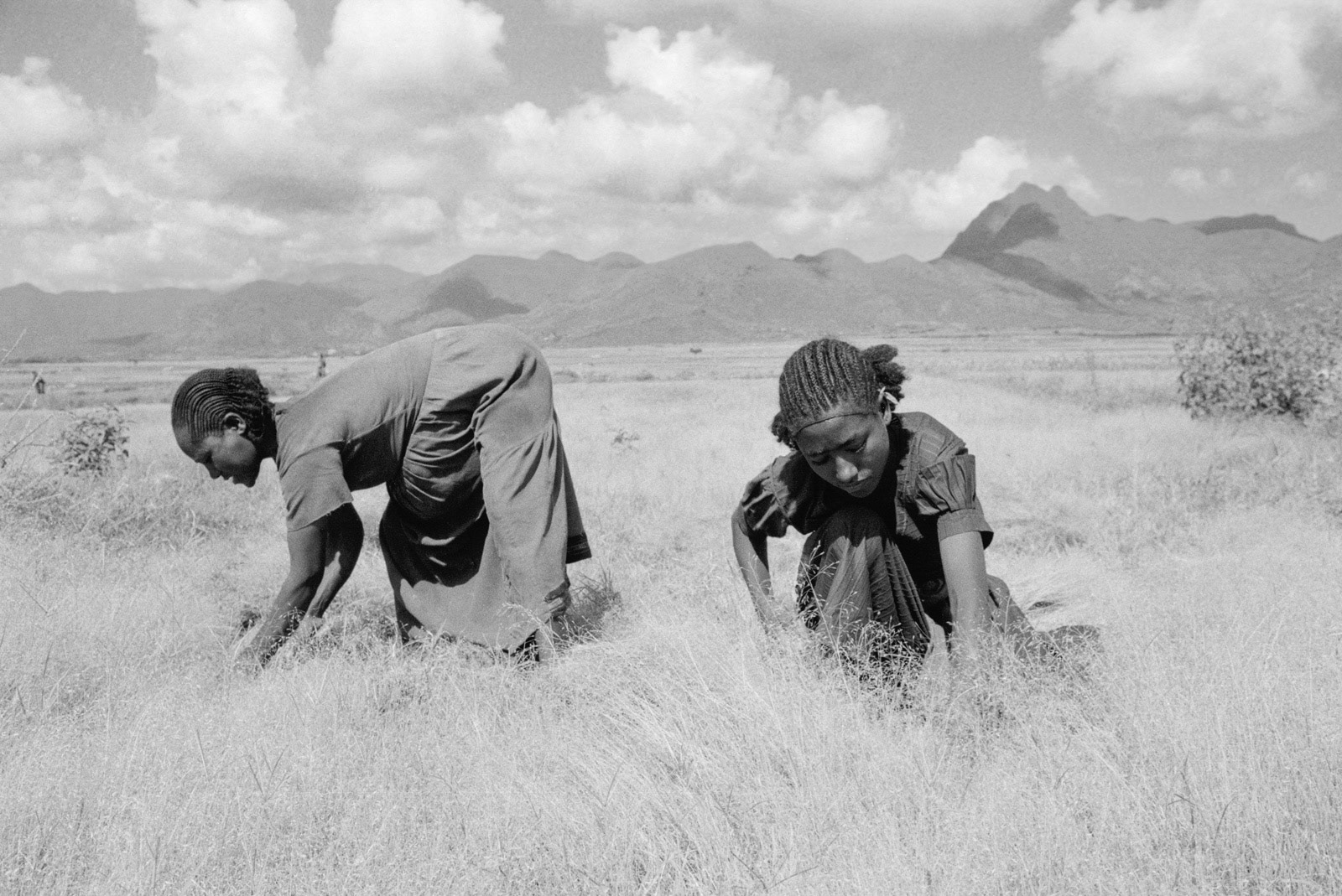 Harvesting teff cereal grain. Tigray, Ethiopia