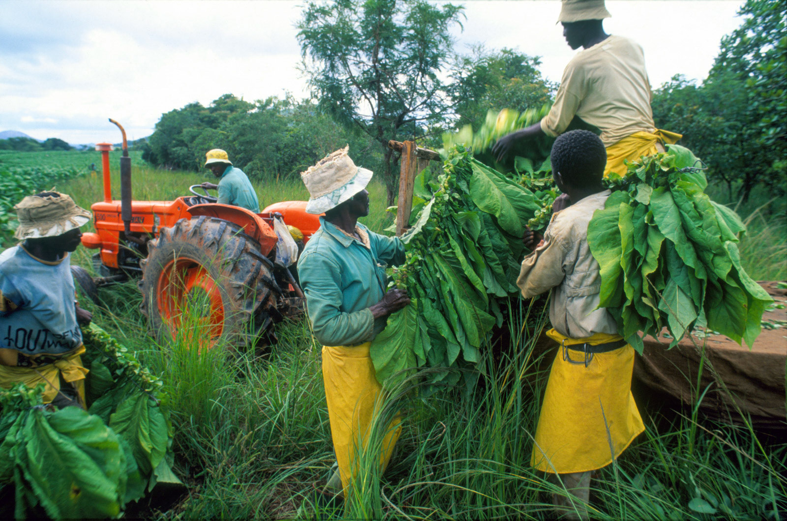 Harvesting tobacco on a white planters farm. Centenary, Zimbabwe