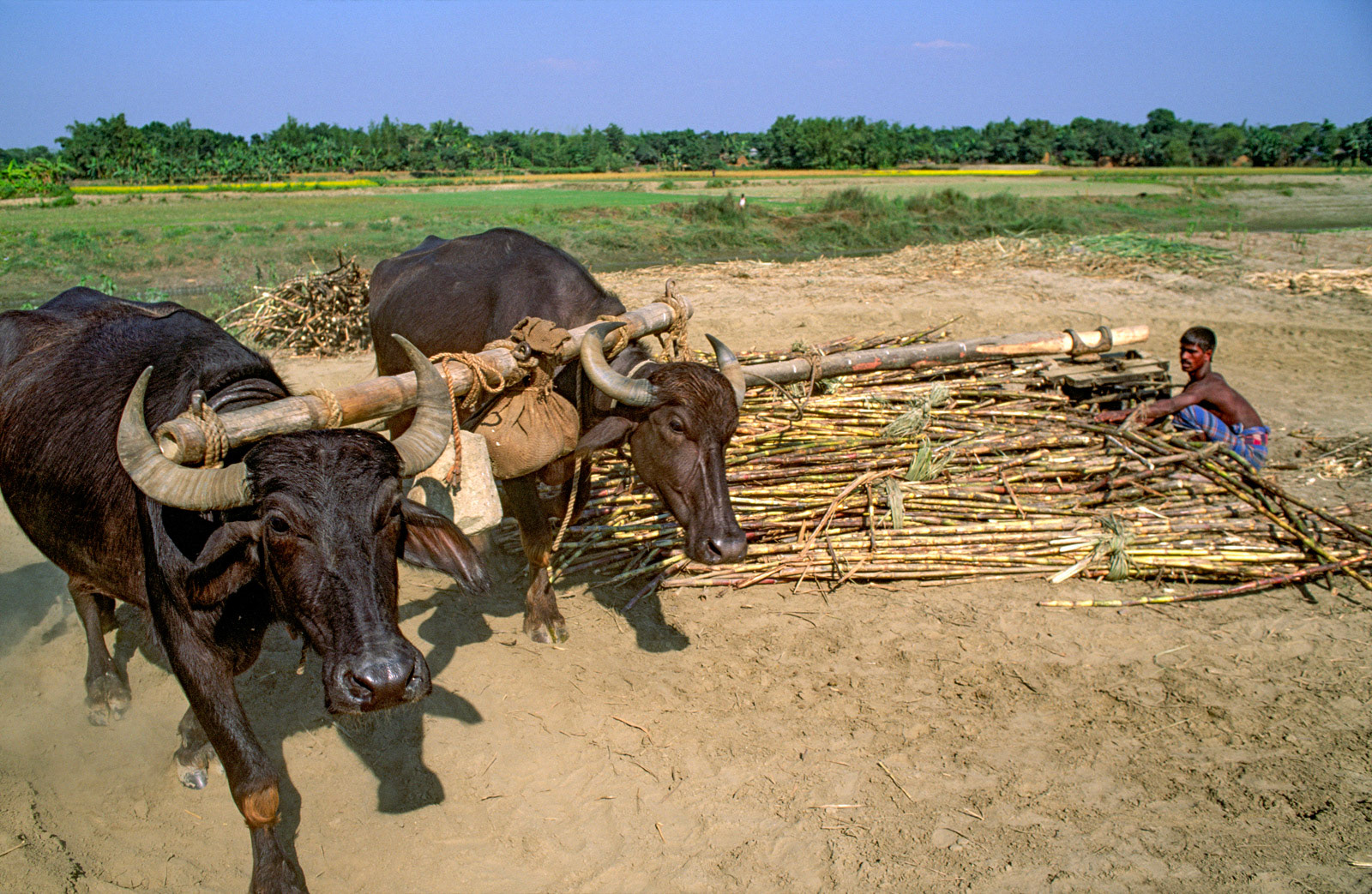 Buffalo powered sugarcane press. Sandwip Island, Bangladesh