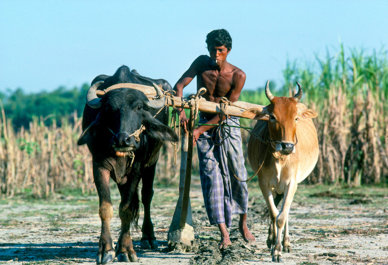 Plough pulled by a cow and water buffalo. Bangladesh