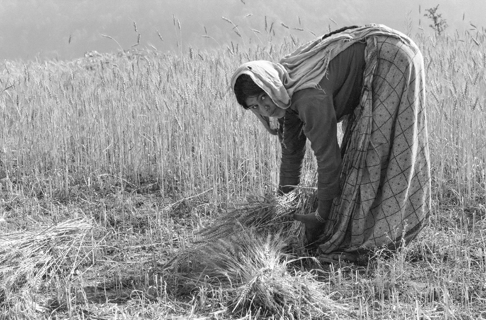 Garwhali girl harvesting barley in the Himalayan foothills. Garhwal Himal, N.India