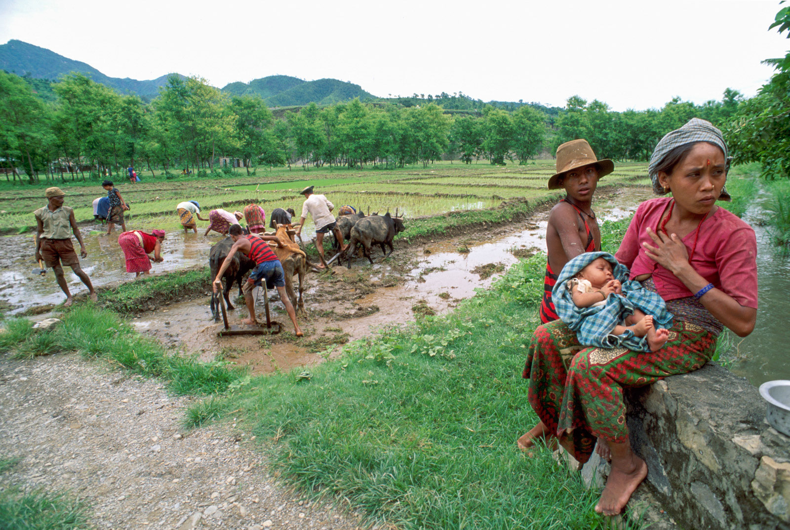 Resting from planting rice. nr Pokhara, Nepal