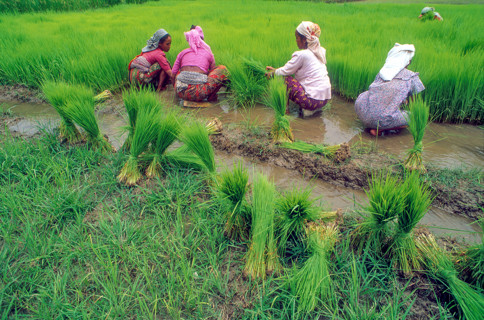Transplanting rice seedlings. nr Pokhara, Nepal