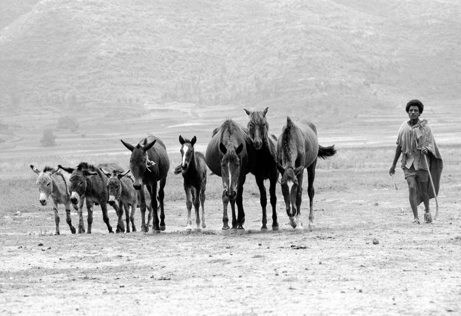 Herder, horses and mules. Lake Ashenge, Ethiopia