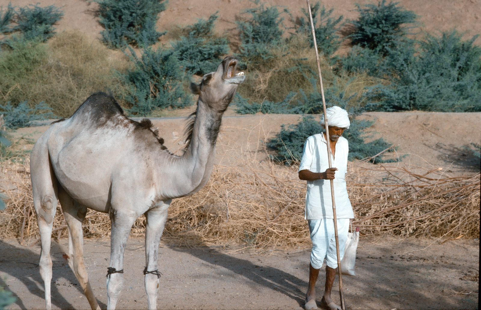 Farmer & camel, his long stick is to reach high branches for fodder. Gujarat, India